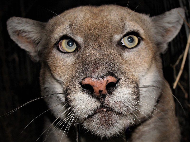 A close-up shot of the head of mountain lion P-22