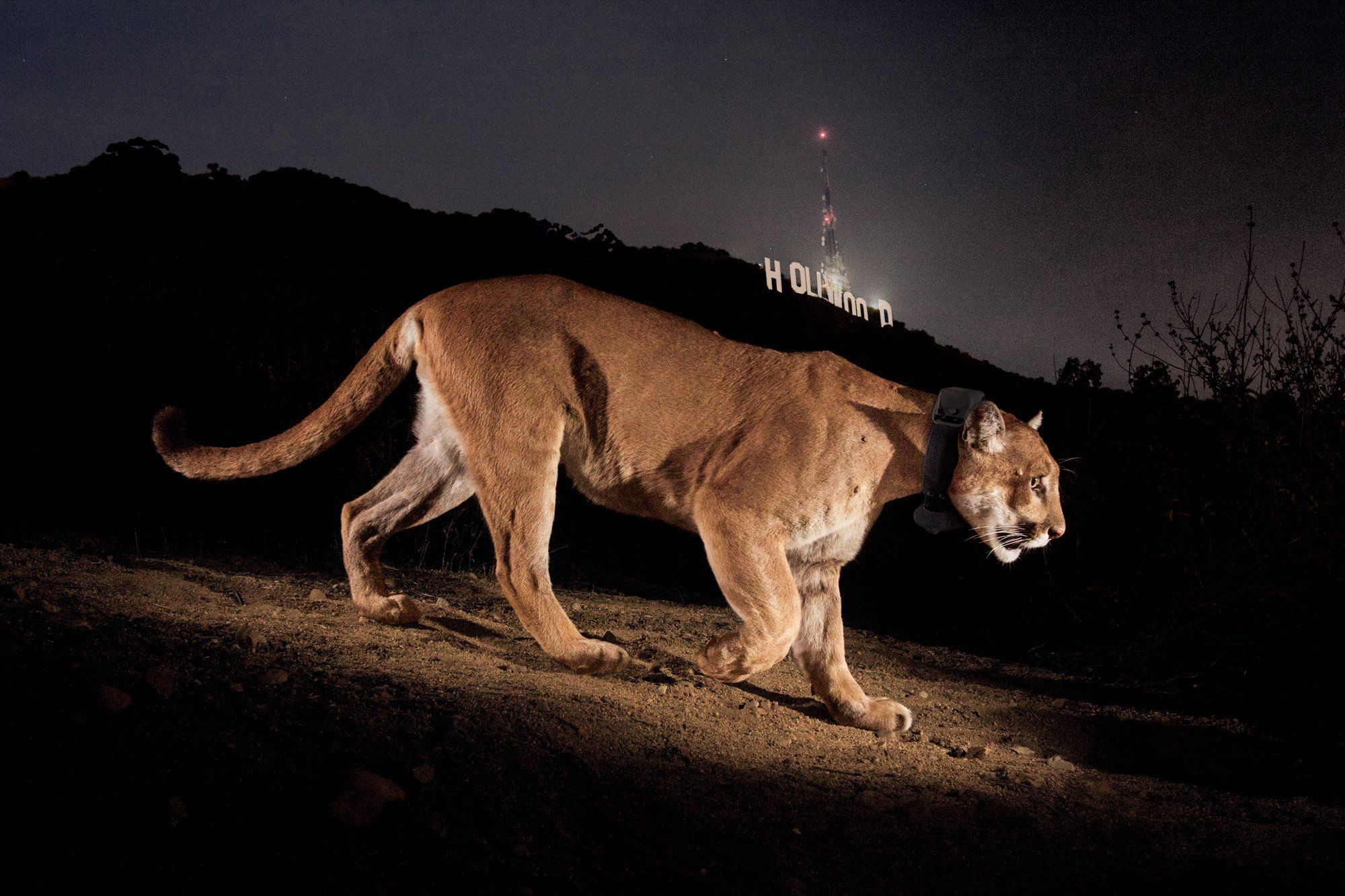 A cougar wearing a collar with the Hollywood sign in the background