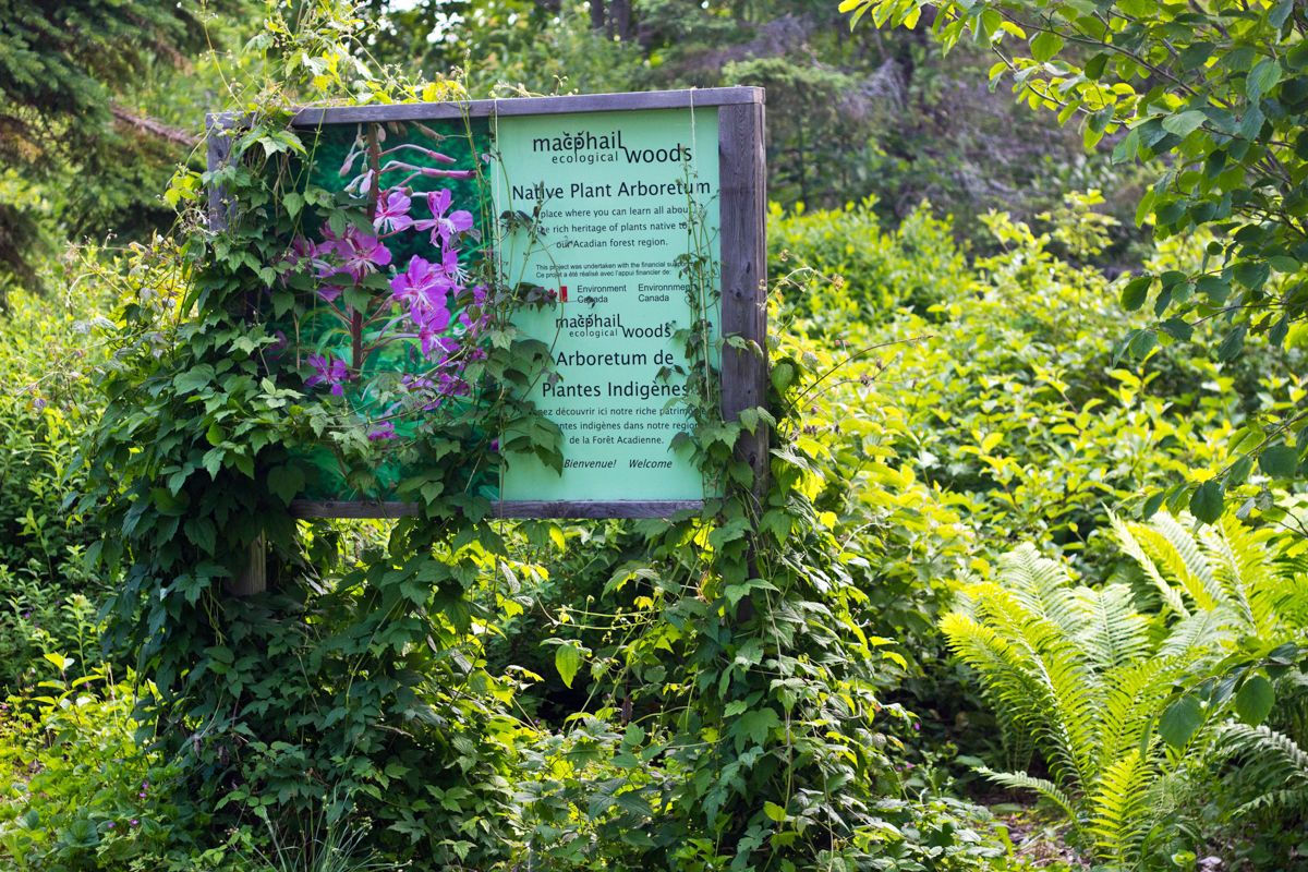 A sign promotes the Macphail Ecological Woods Native Plant Arboretum.