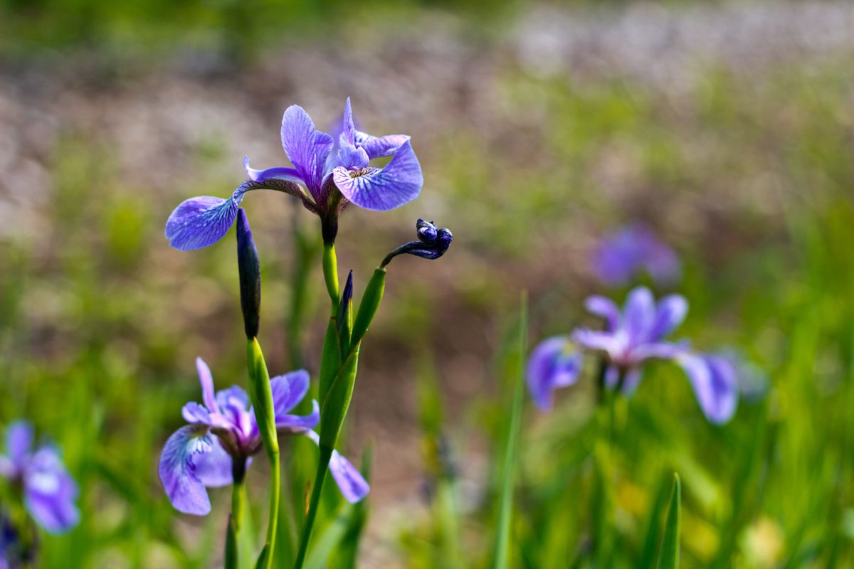 A purple northern blue flag iris is in bloom.