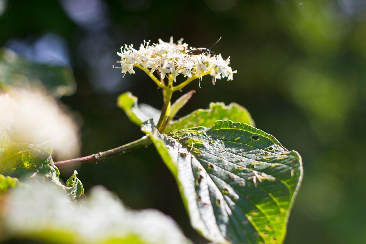 An insect rests on white flowers of a leafy plant