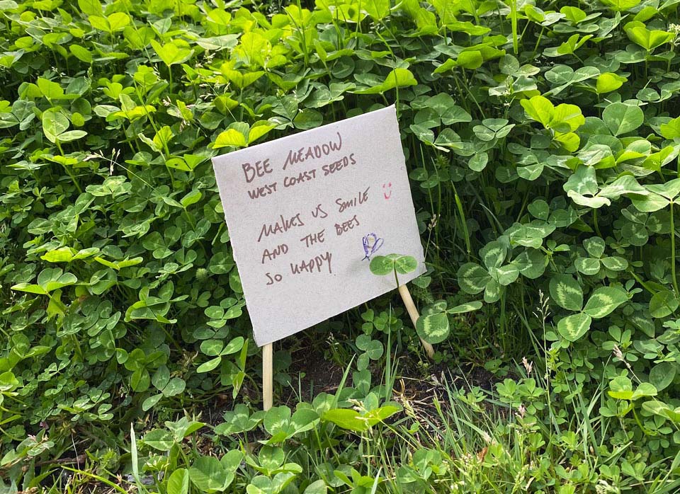 close-up of clover and other plants, sign reads "bee meadow, west coast seeds, makes us smile and the bees so happy"