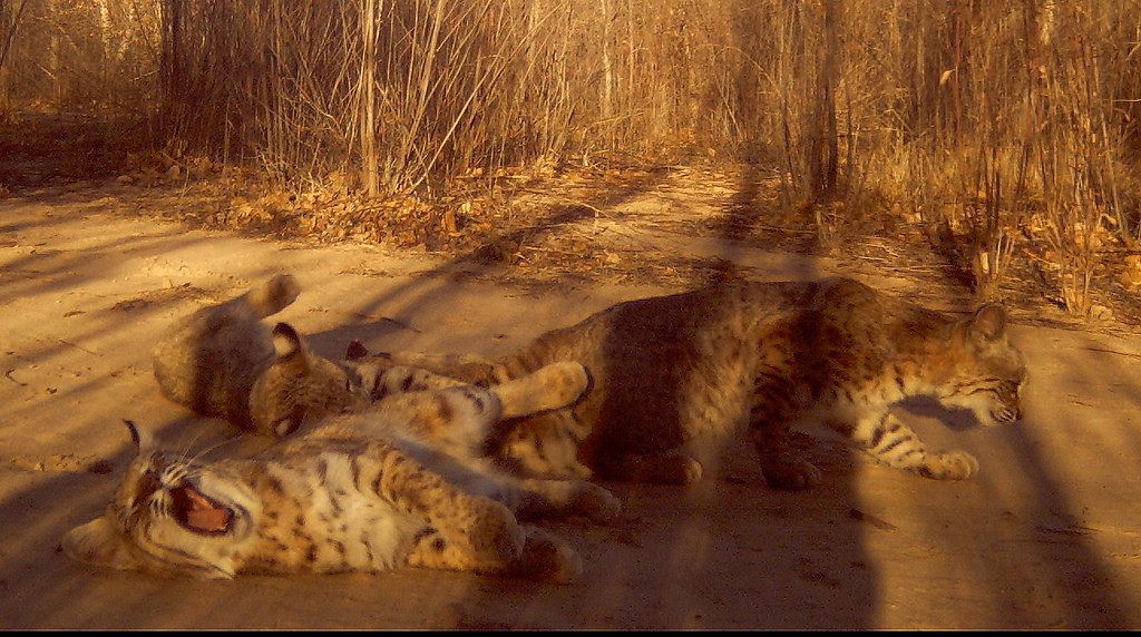 Three bobcats on the road stretching and yawning, with scrub behind them.