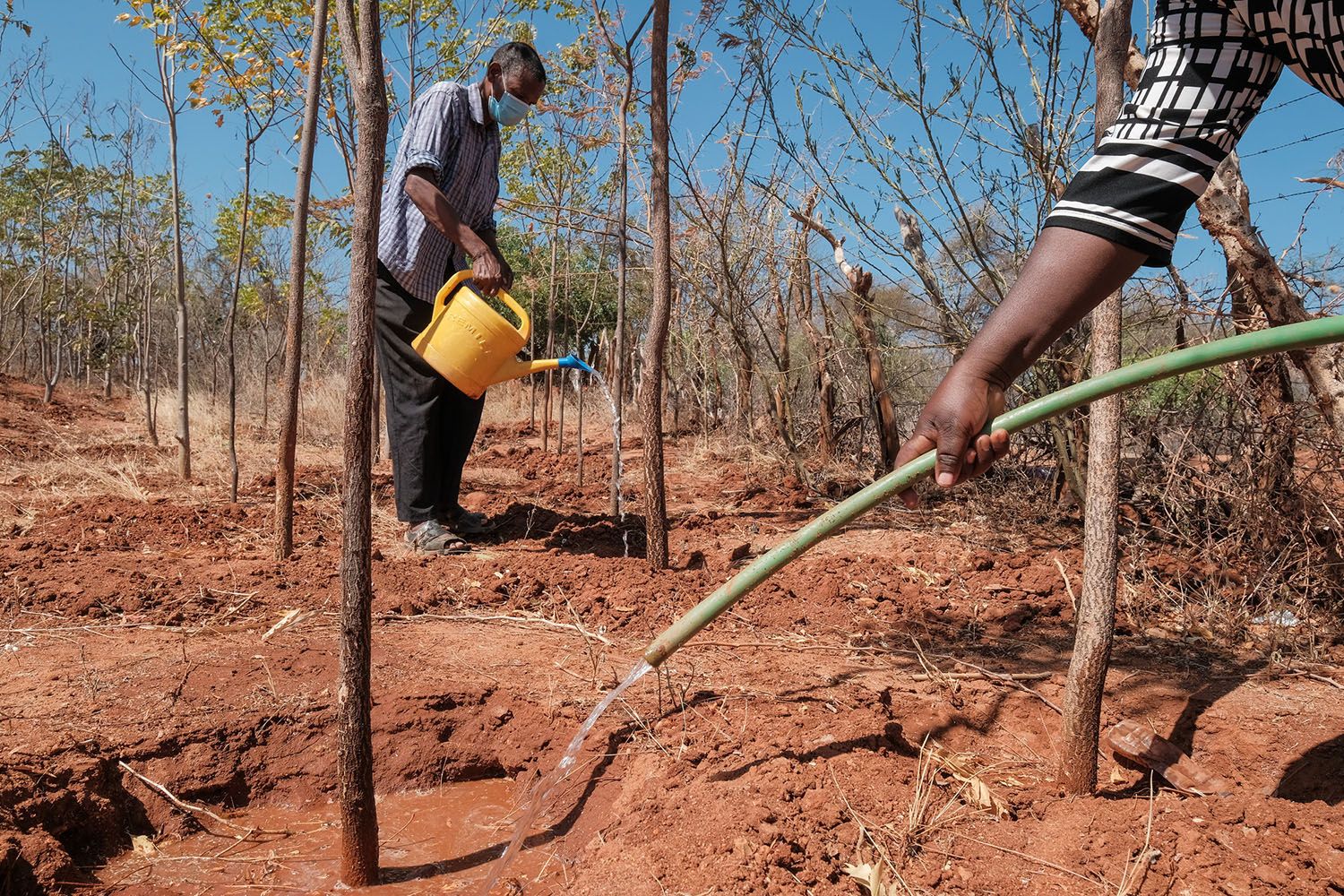 Two people watering trees growing in red earth, with blue sky in the background.