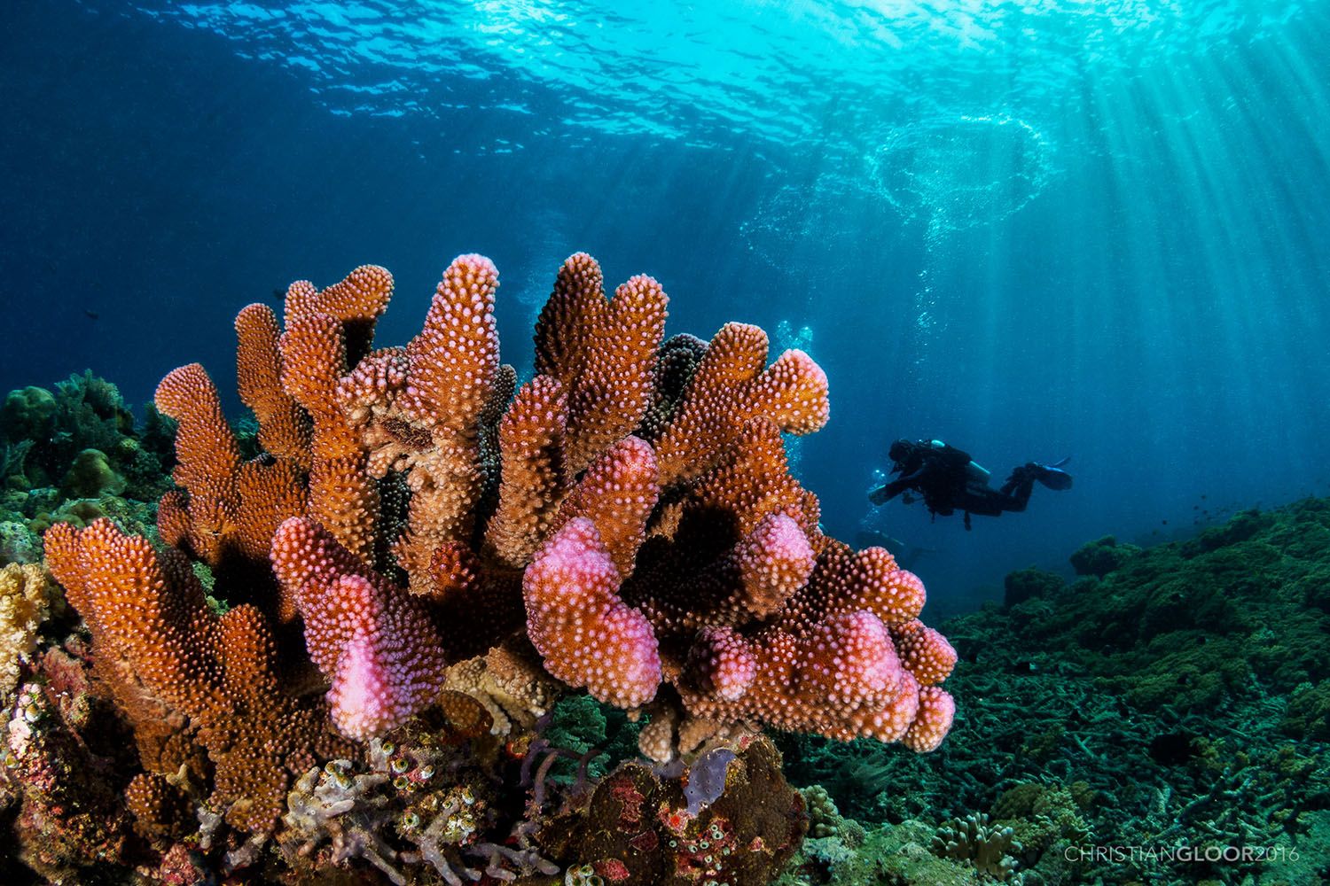 A close-up of reddish coral with a diver and the ocean surface in the background