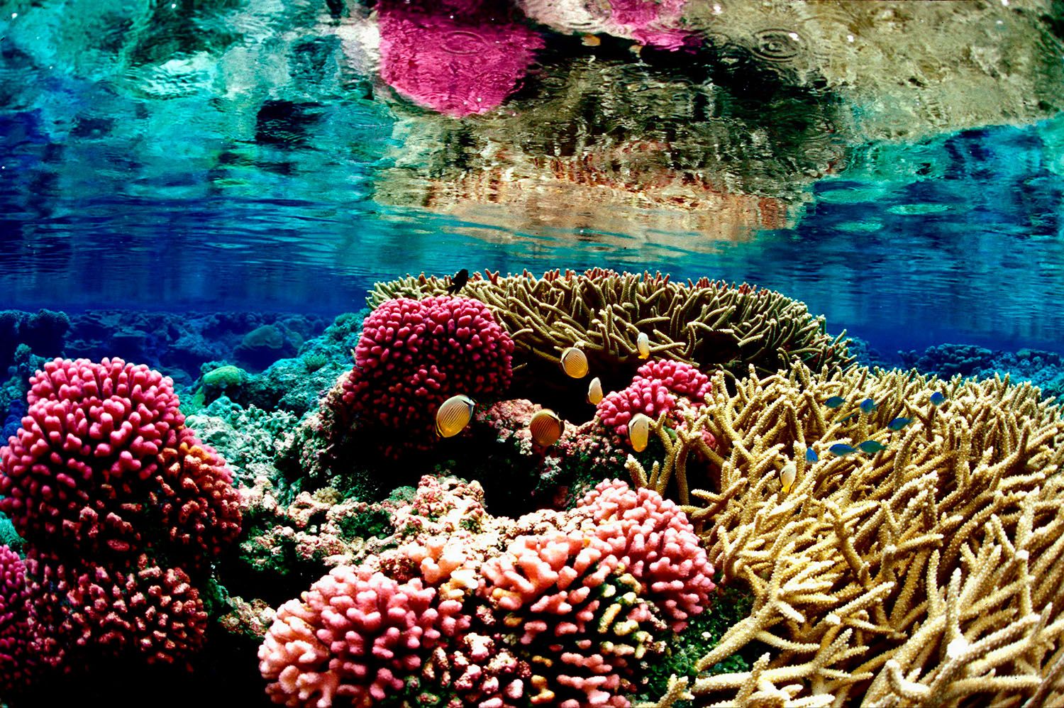 Fish swimming amongst pink and yellow coral that is reflected on the ocean surface