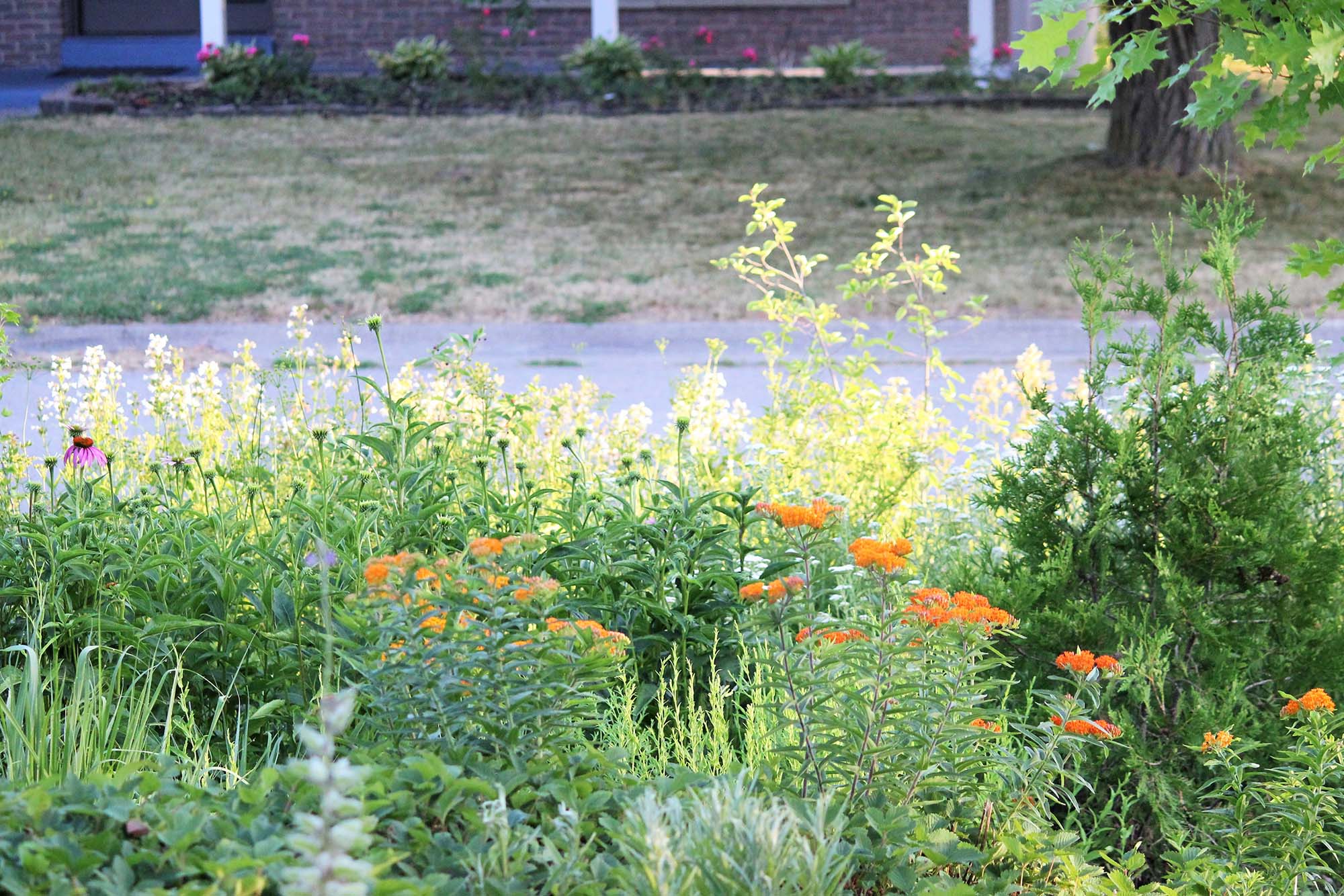 Foreground: a lush garden with milkweed, echinacea and other plants. Background, a dry, yellowed turf lawn.
