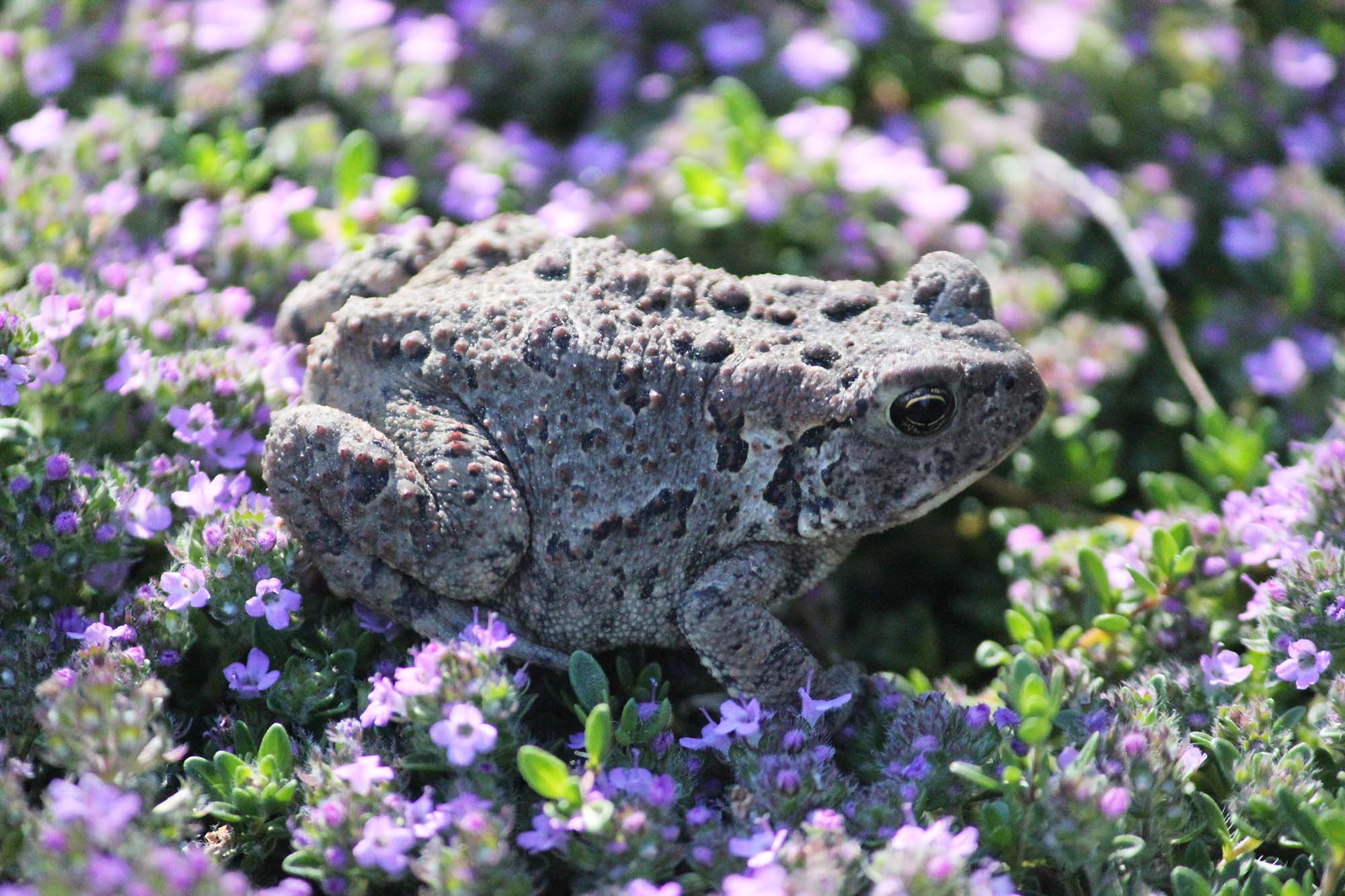 A garden toad sitting amongst purple flowers