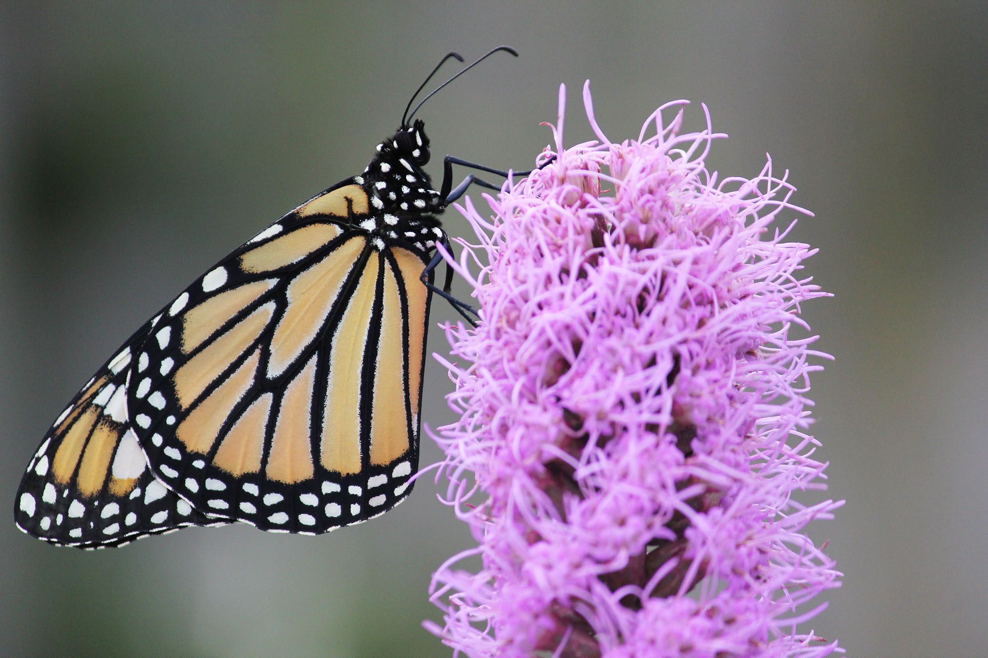 A side view of a monarch butterfly with wings folded, resting on a spiky pink flower.