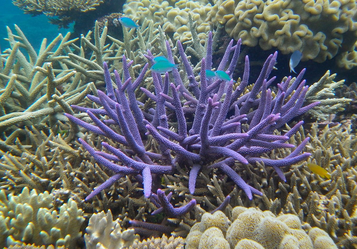 Purple coral with yellow and blue fish