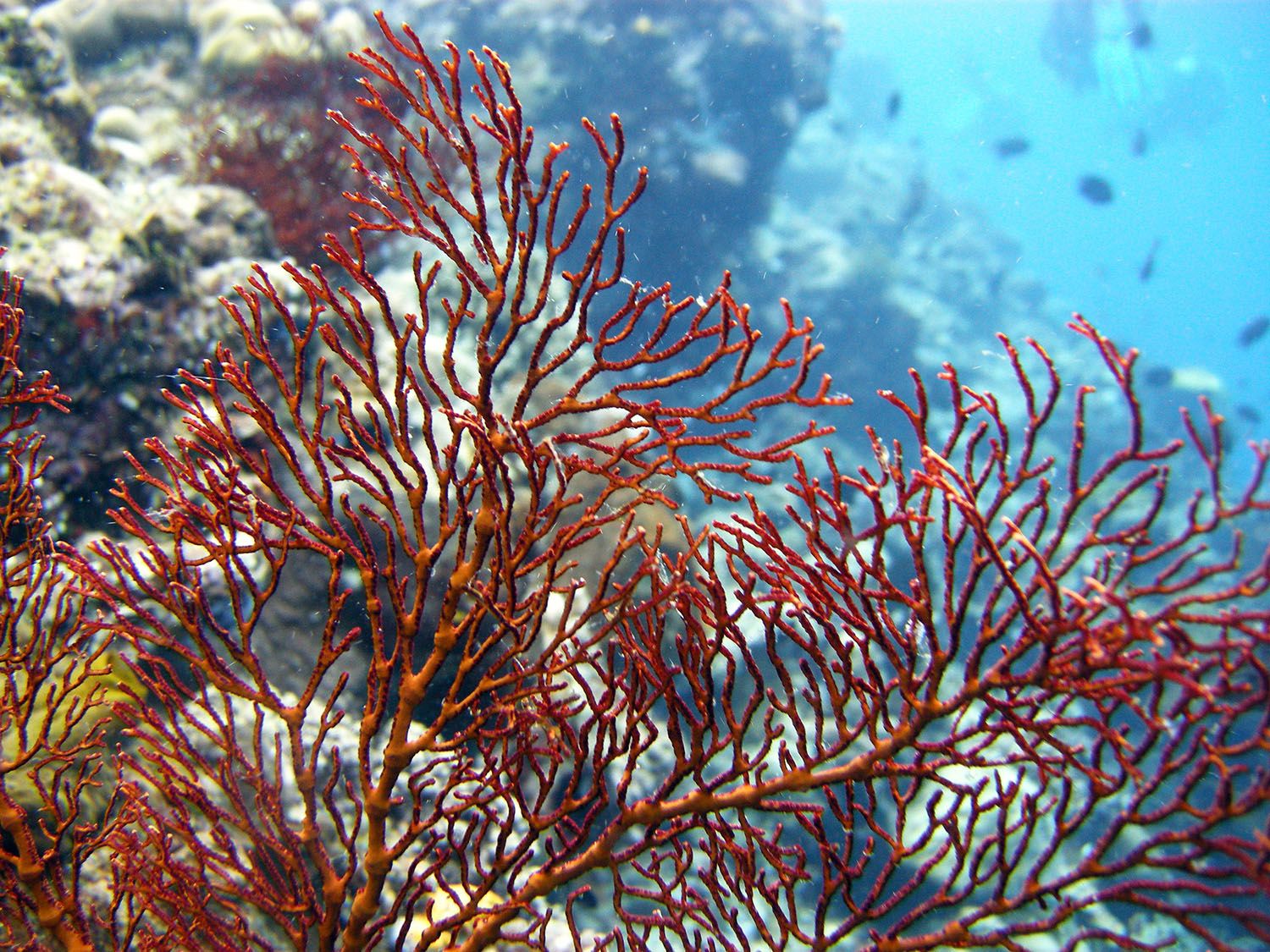 red gorgonian fan coral