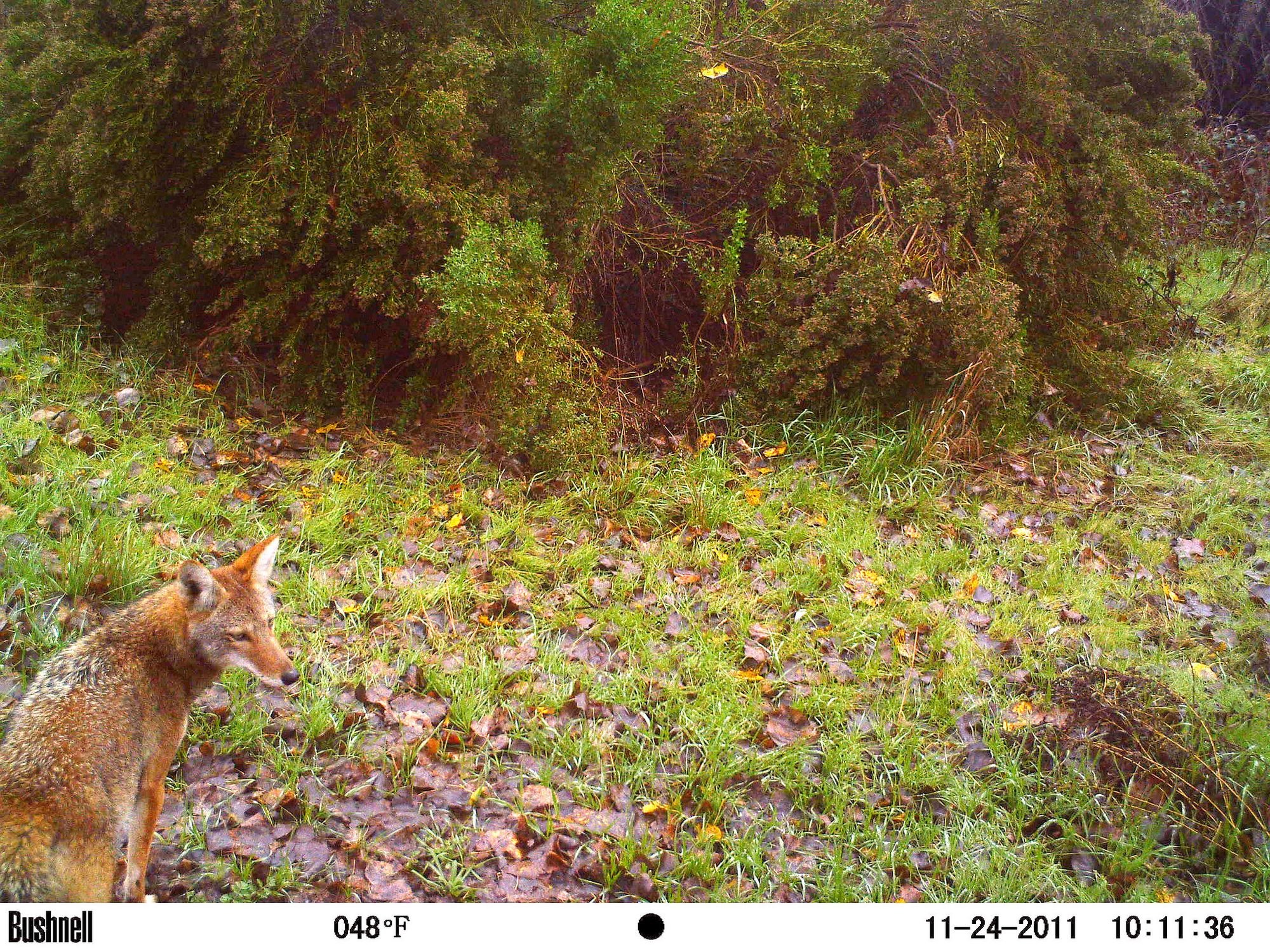 camera trap photo: a red fox at bottom left amidst wet grass and leaves, trees in background