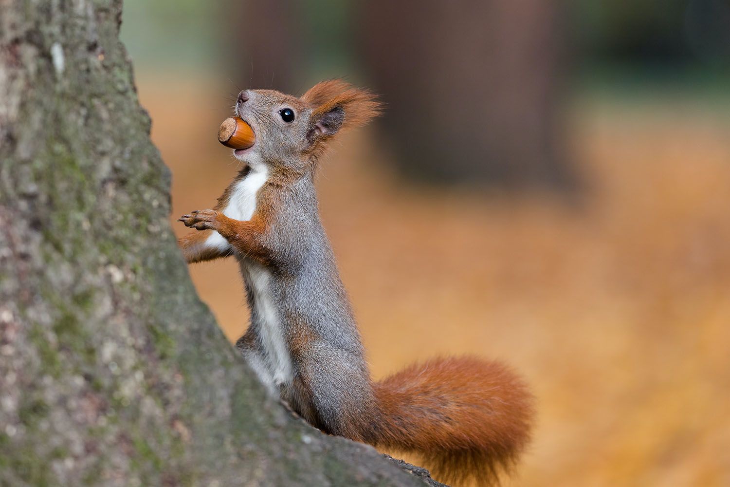 A squirrel with an acorn in its mouth pauses at the foot of a tree