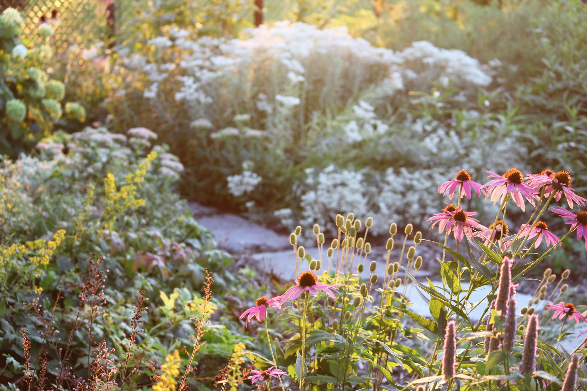 A native plant garden in Ontario with late-afternoon sunlight hitting the flowers