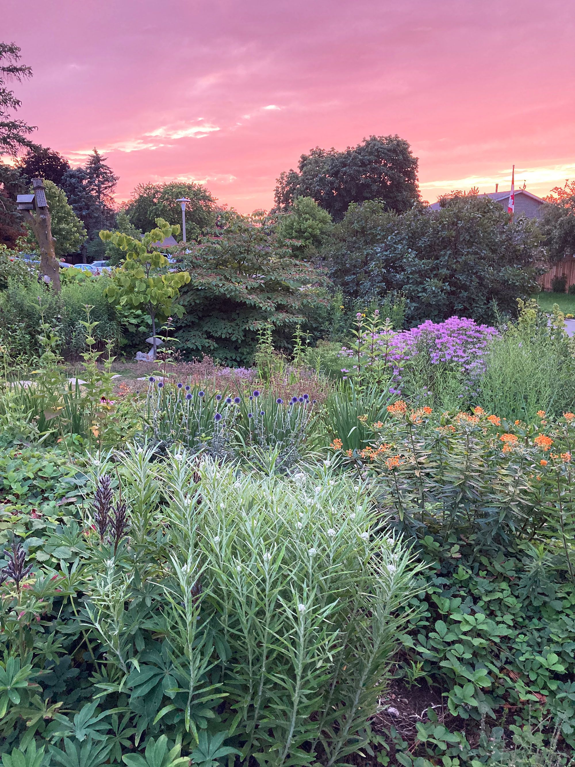 A purplish-pink sky with a lush garden in flower in front of it