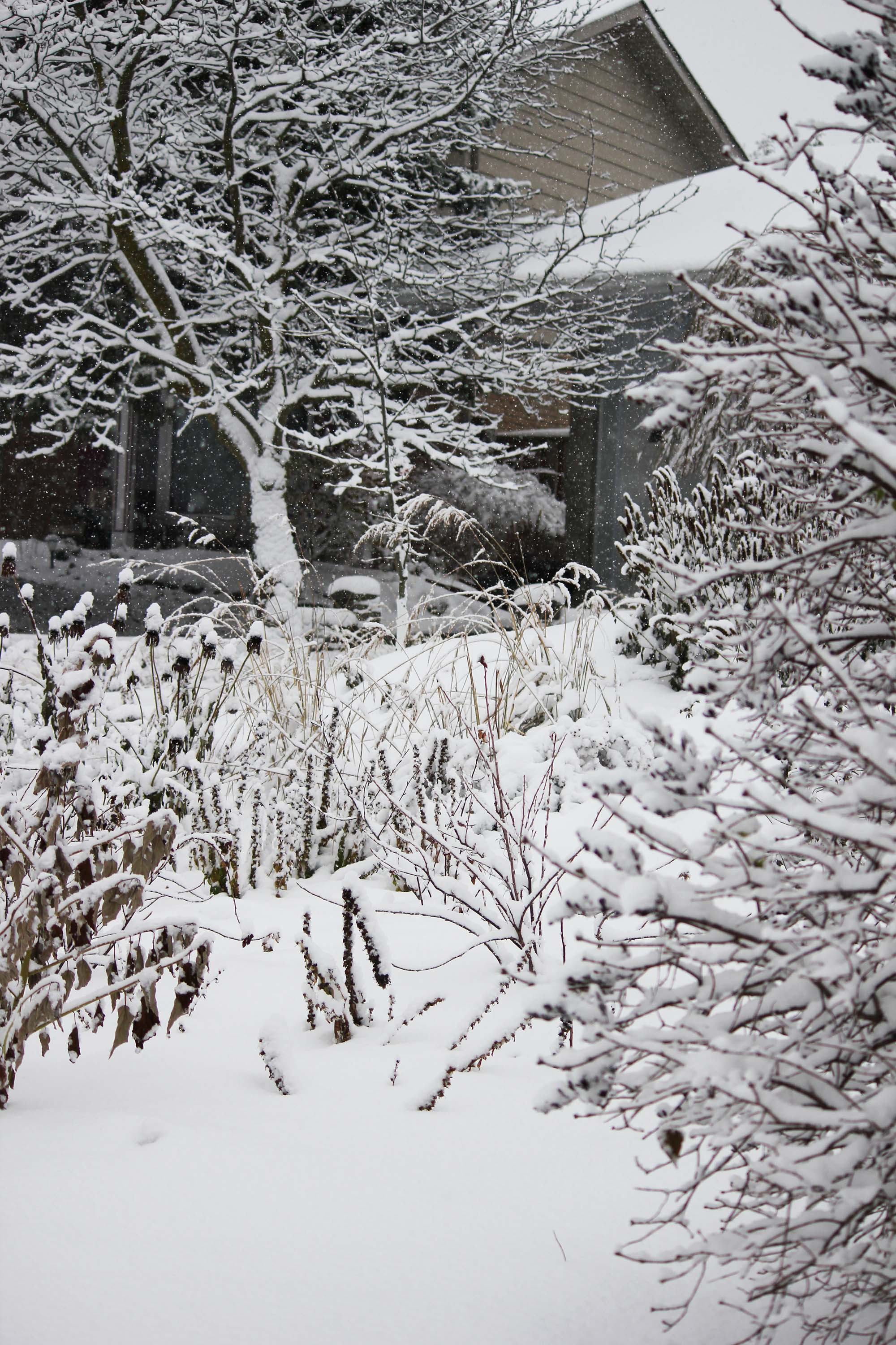 A garden in winter, with trees and shrubs covered in snow, in front of a house