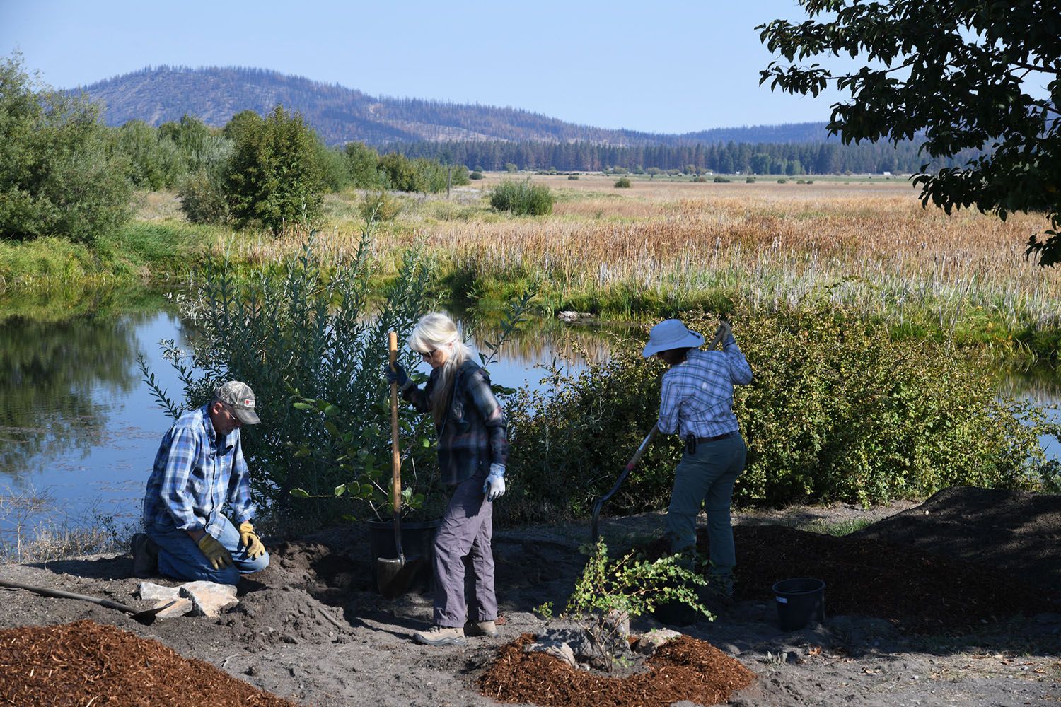 Foreground: three people digging and planting trees. Background: a wetland with trees and hills.