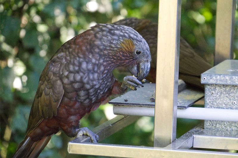 A kākā at Zealandia stands on a metal platform eating something out of its foot