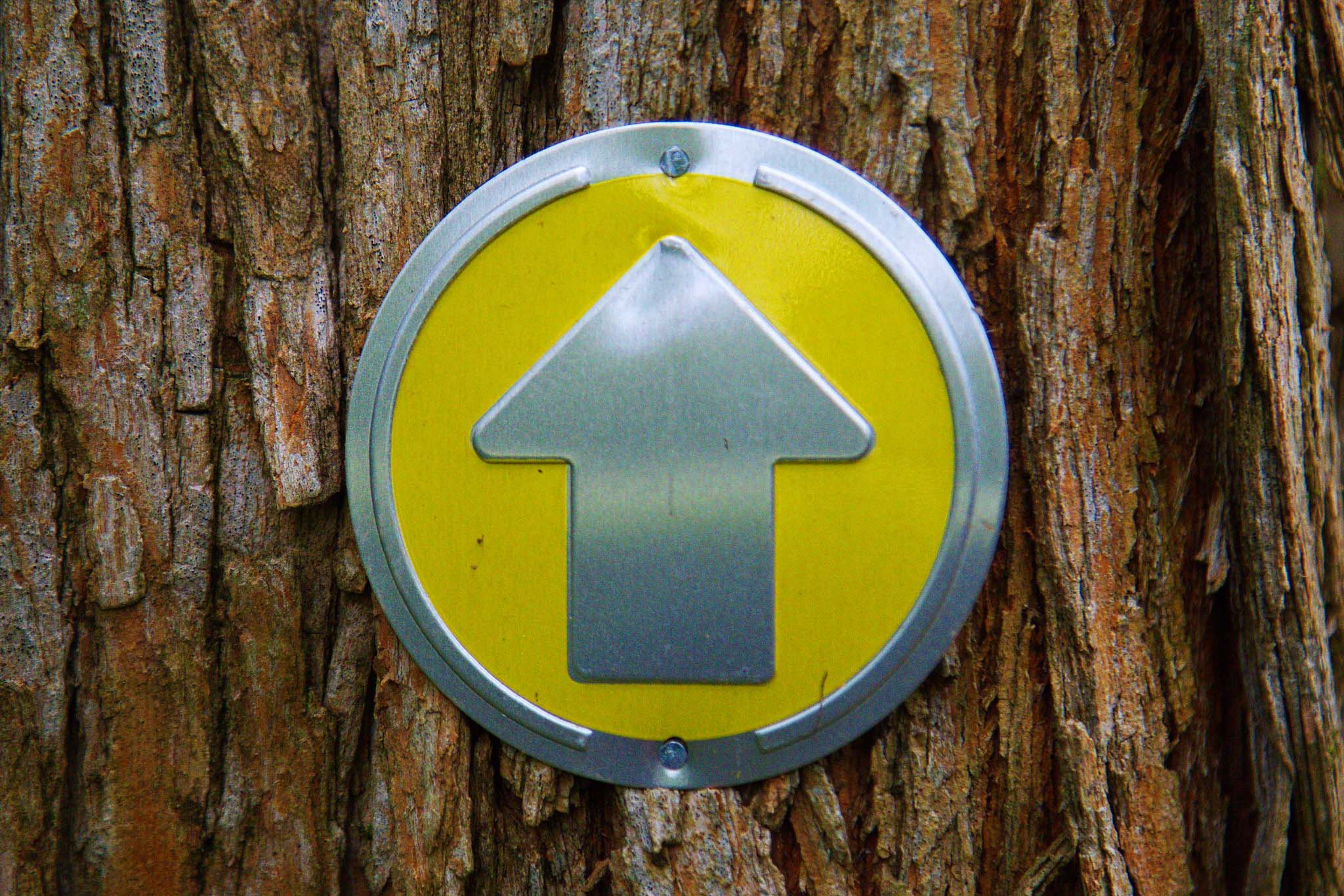 Yellow and silver arrow pointing upward, attached to the bark of a tree