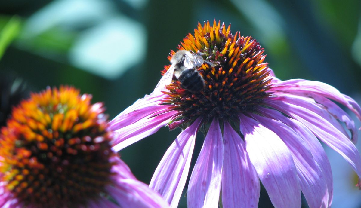 A bee drinks nectar from a purple coneflower.
