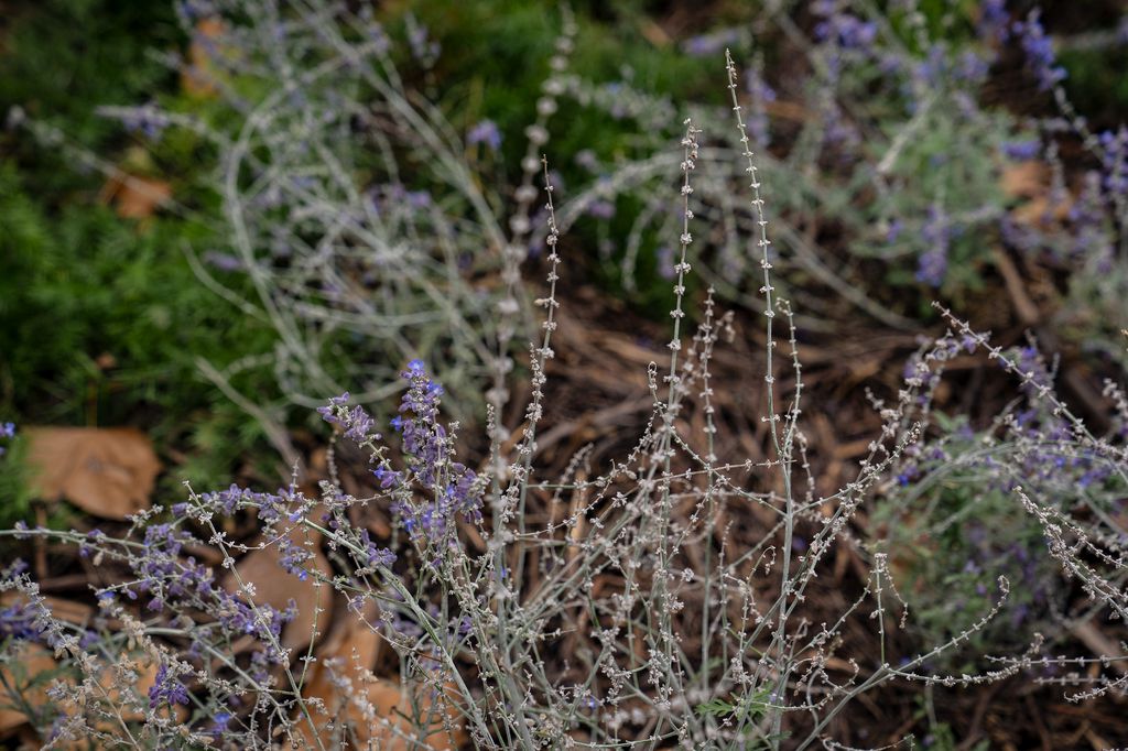 Dense plants growing with some small purple flowers