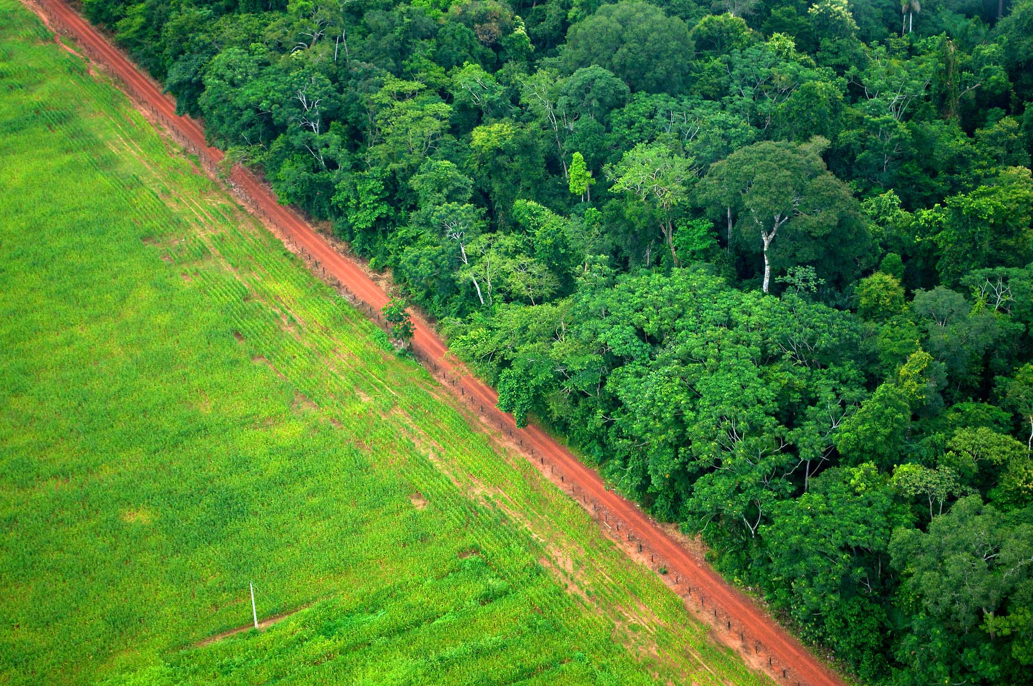 Bright green grassy growth and thick forest separated by a bright-red dirt road