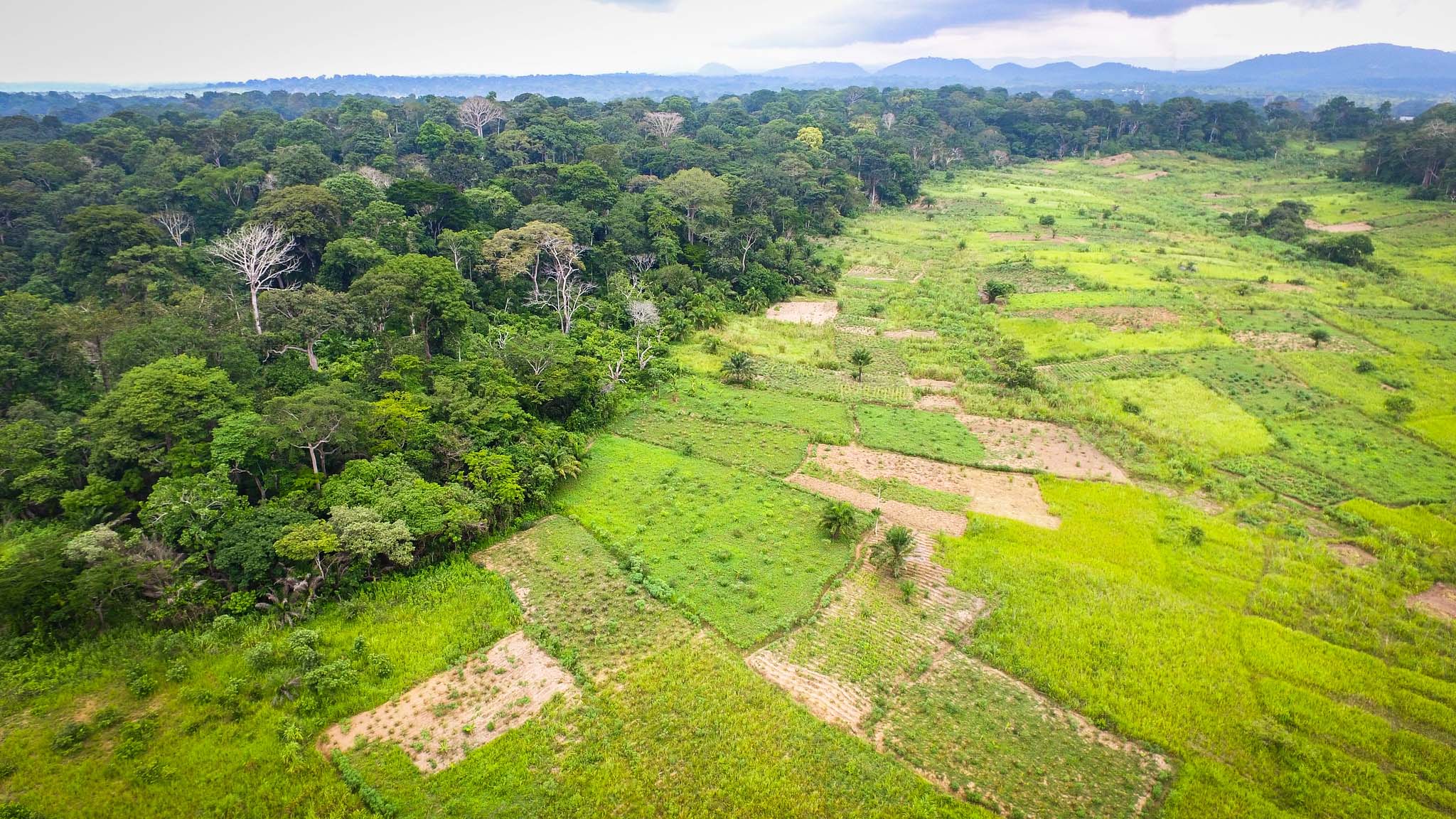 Aerial view of forest at left and patchy fields at right