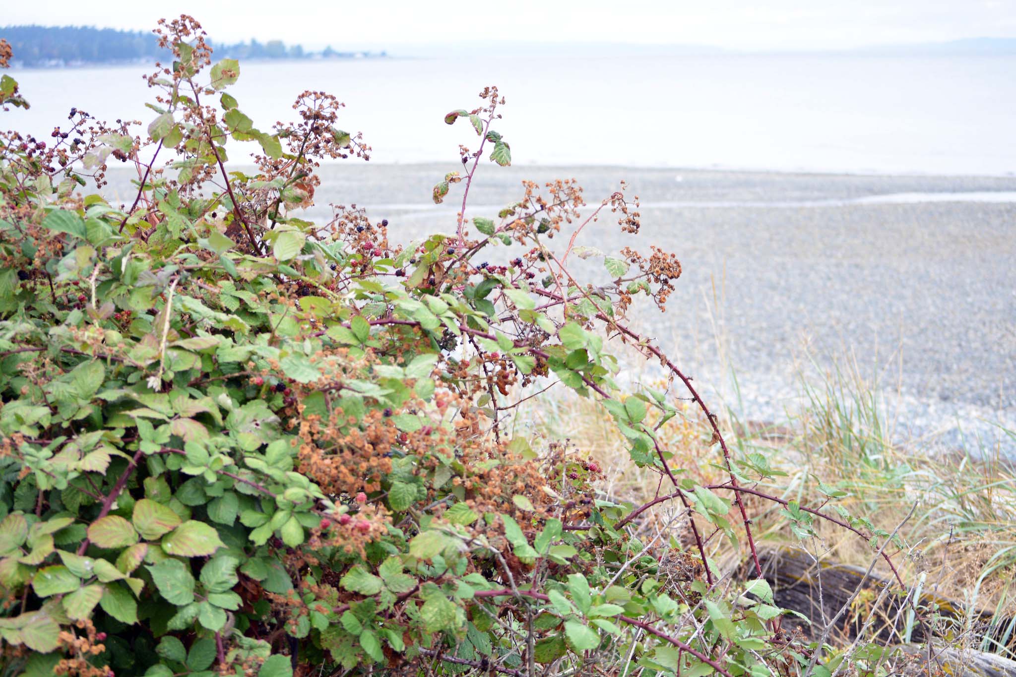 A blackberry bush next to a beach and ocean