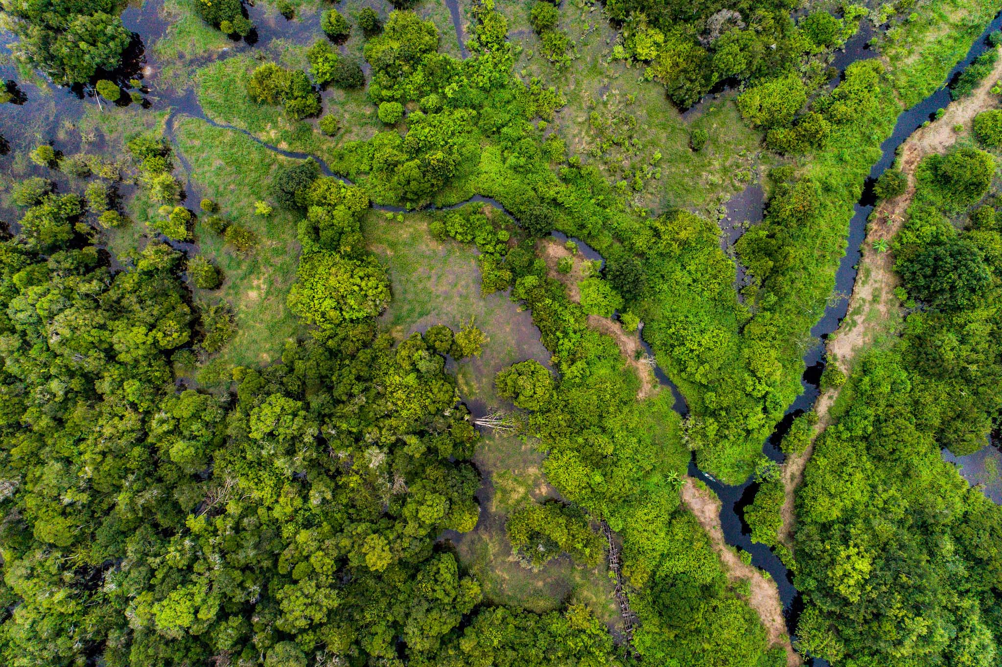 Aerial view of a peat forest with streams and treetops