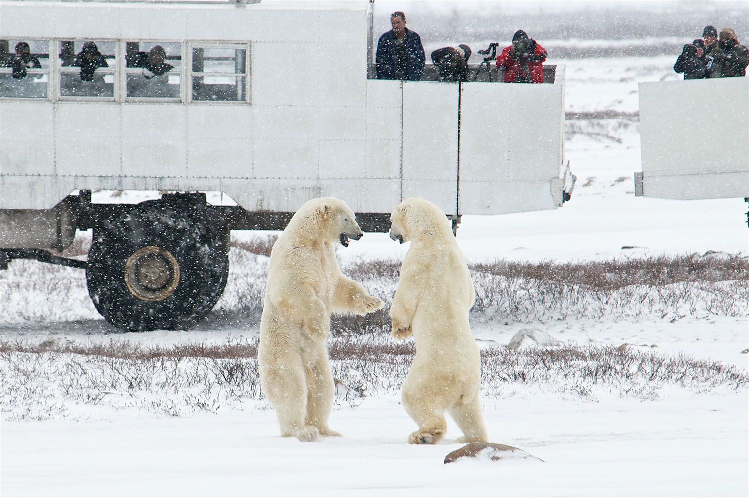 Two polar bears standing up and facing each other while people in a large white vehicle take their photos