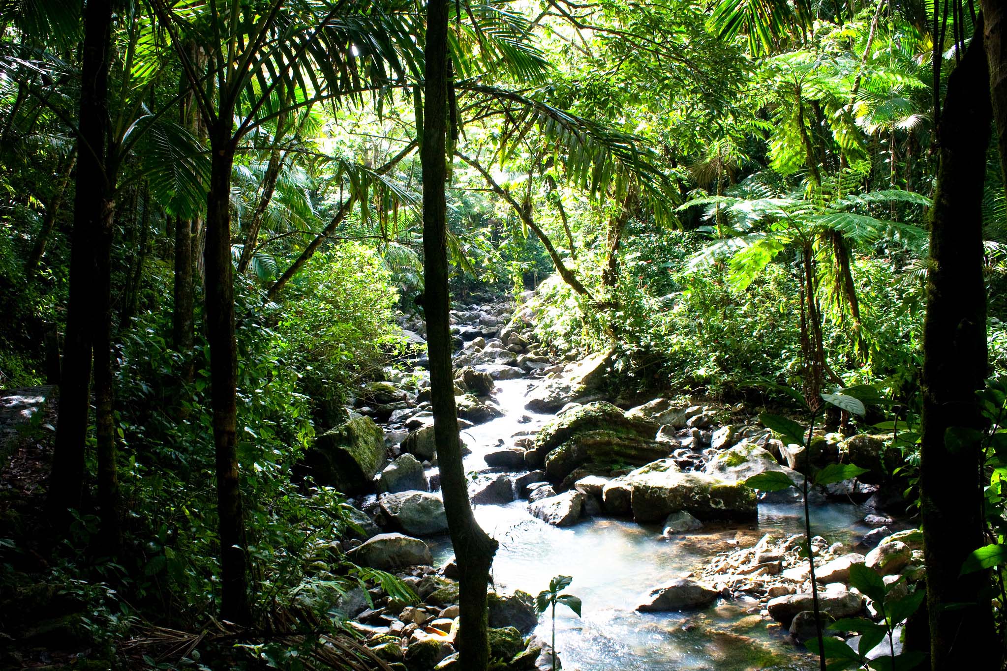 A sunlit rocky stream running through a rainforest