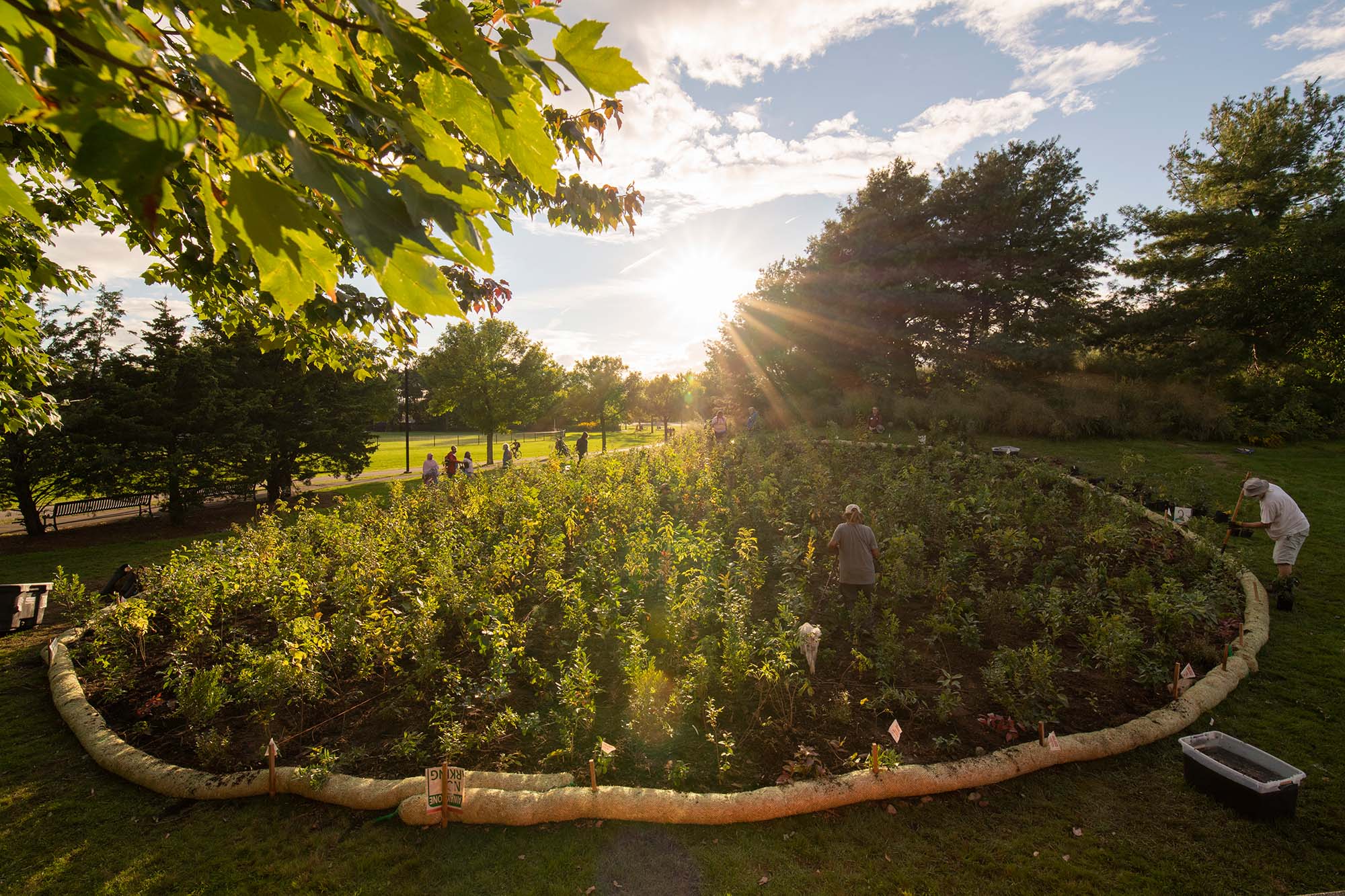 A newly planted forest surrounded by a circular barrier, in a park, with sun shining