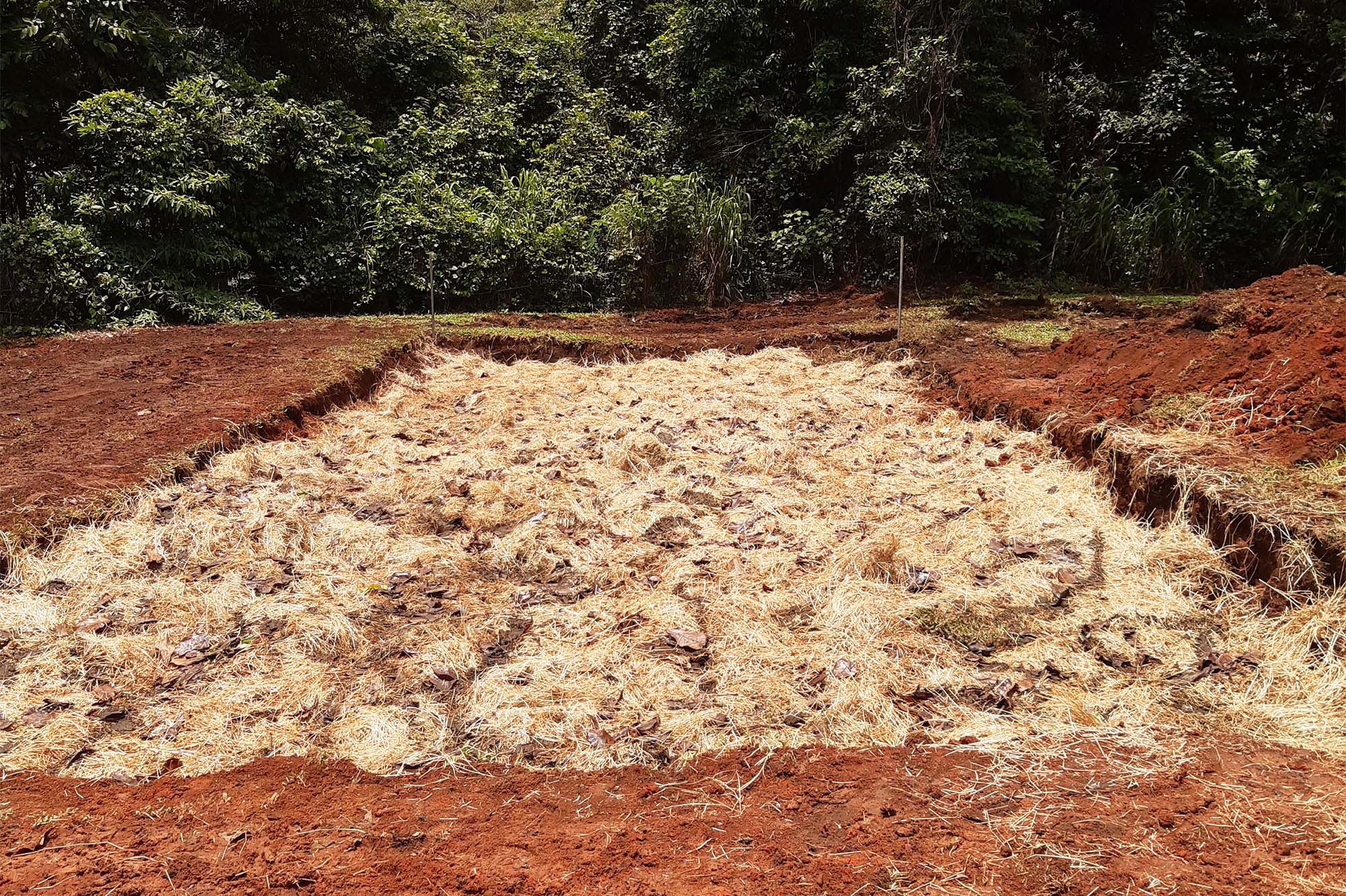 Background: forest. Foreground: amidst red soil, an area has been dug out and filled with loose organic matter.