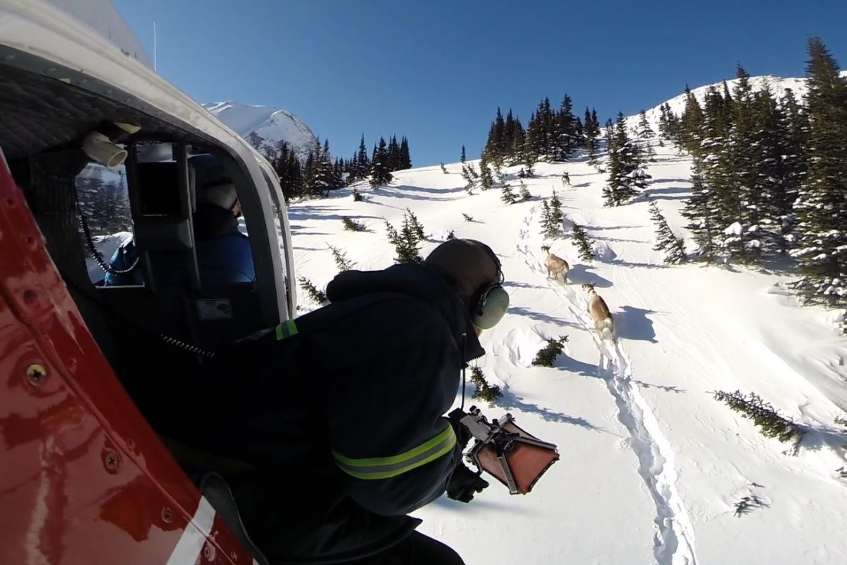 A person leans out of a helicopter watching caribou moving through the snow