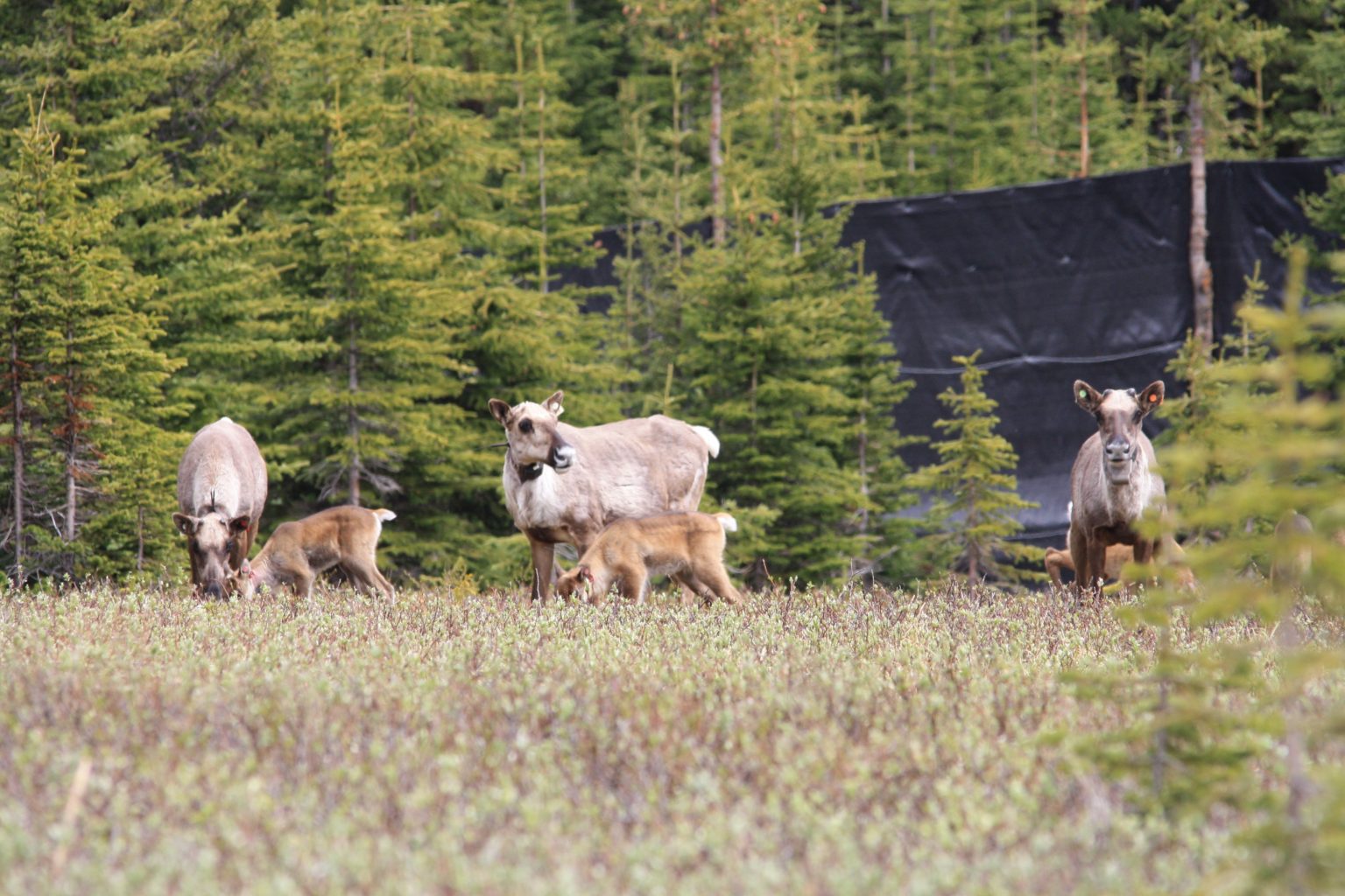 A group of adult and young caribou standing in a meadow in front of thick trees