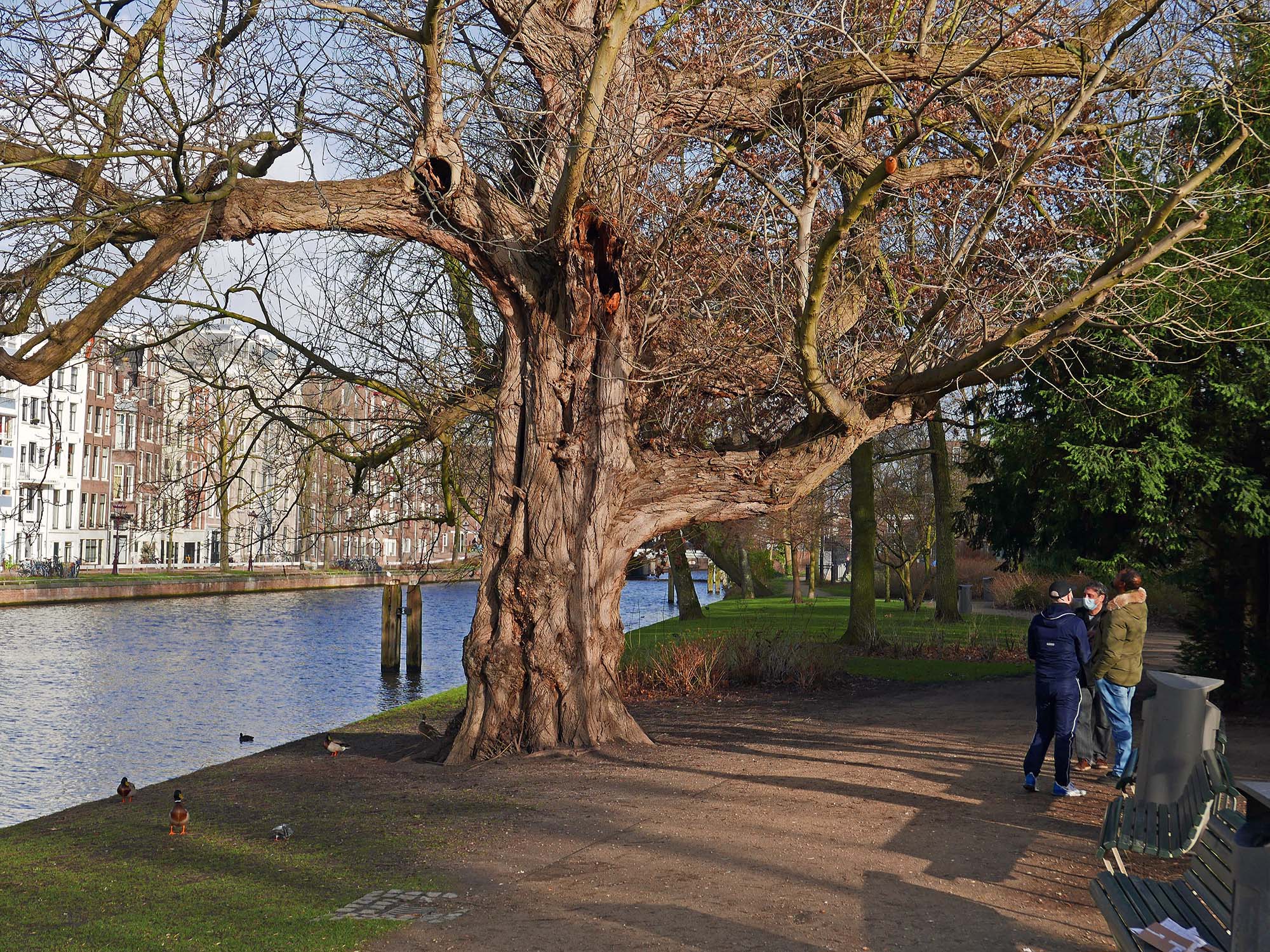 A large tree on the side of a canal with houses on the other side, and three people standing nearby