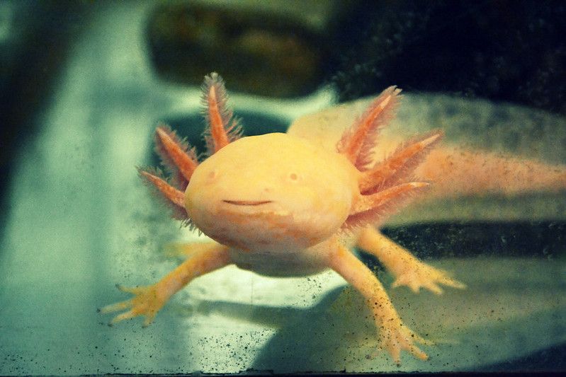 A yellow axolotl swims.