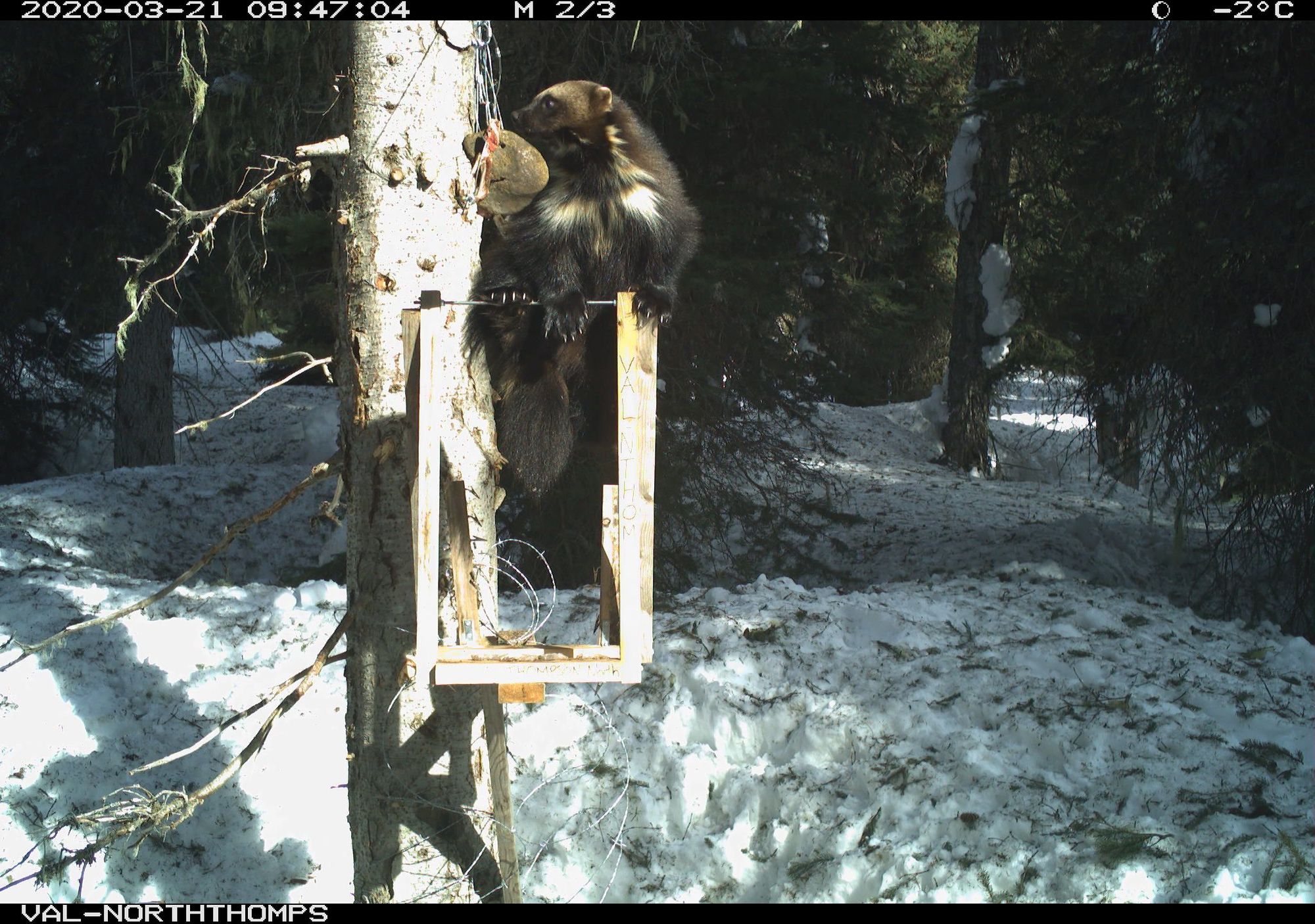 A camera trap photo of a wolverine in a tree, with snow on the ground