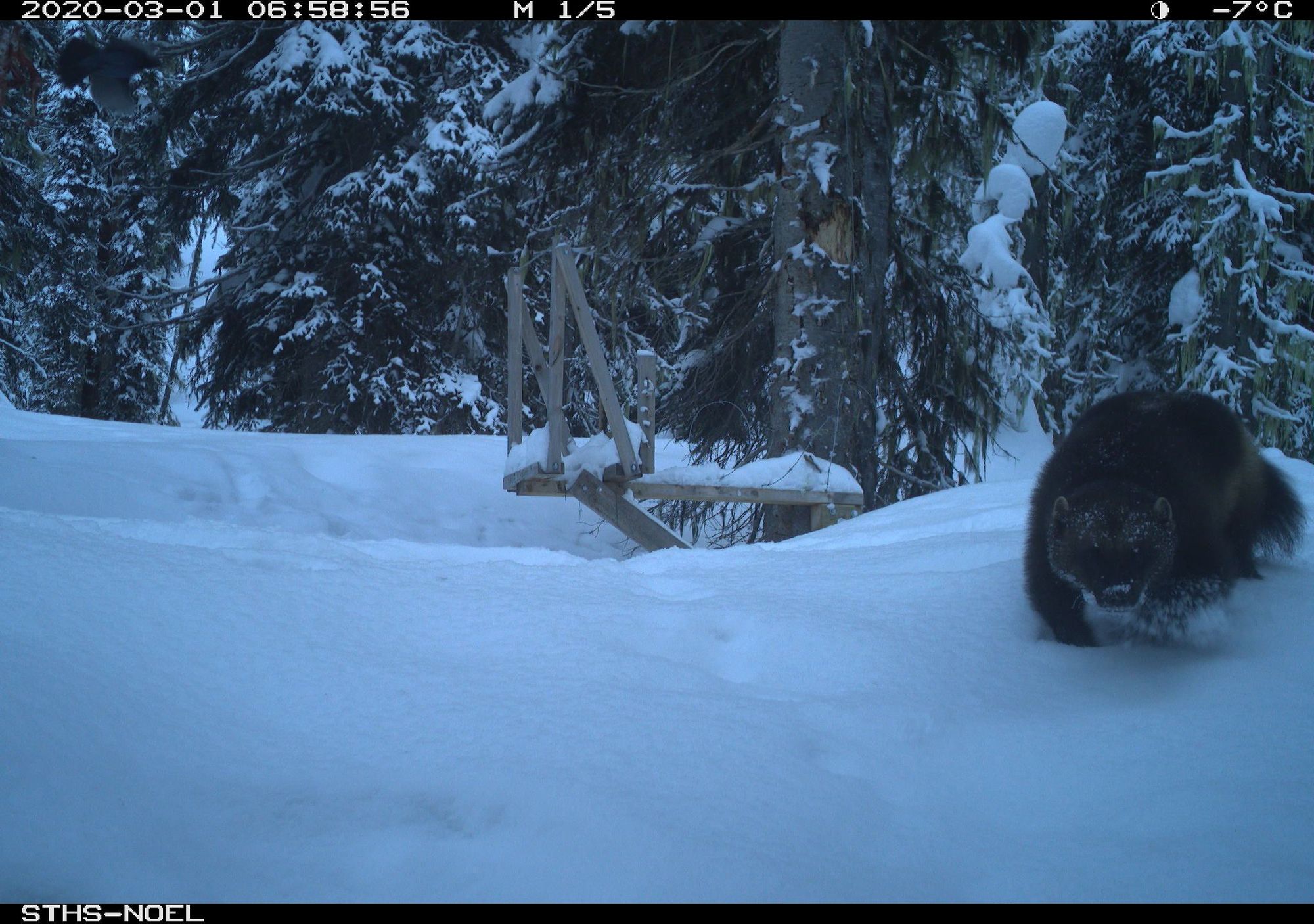 A camera trap photo of a wolverine in the snow, with forest in the background