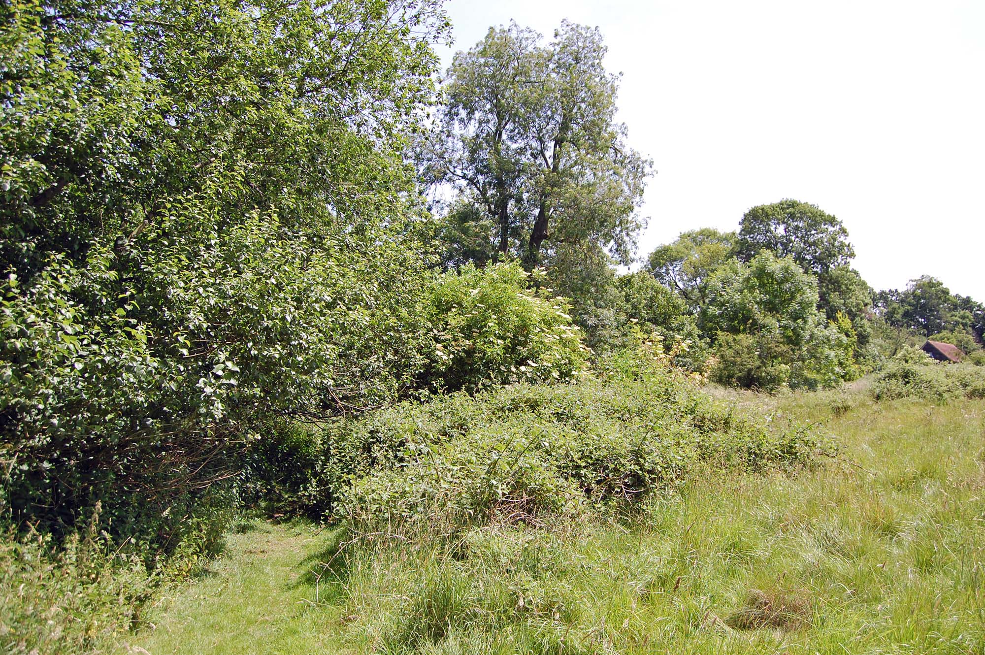 Trees, brambles and long grass with the roof of a house just visible at right