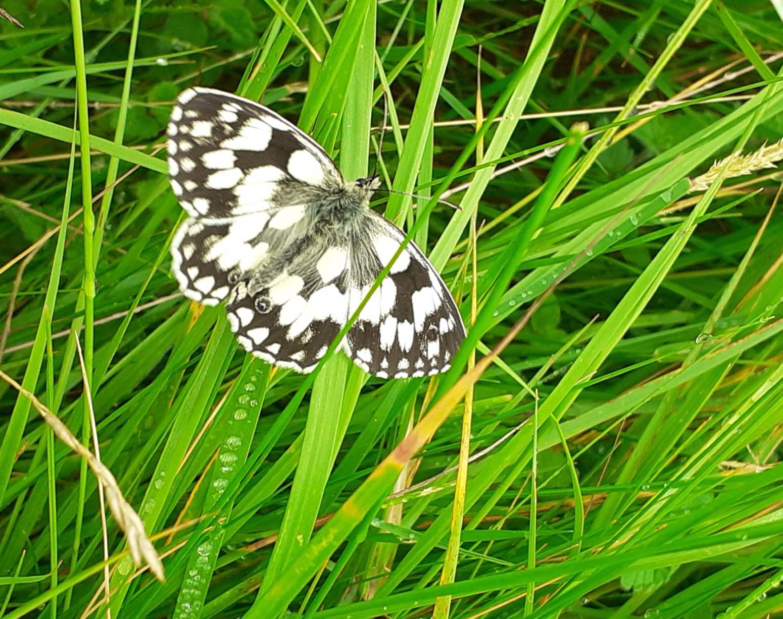 A butterfly resting on thick green grass