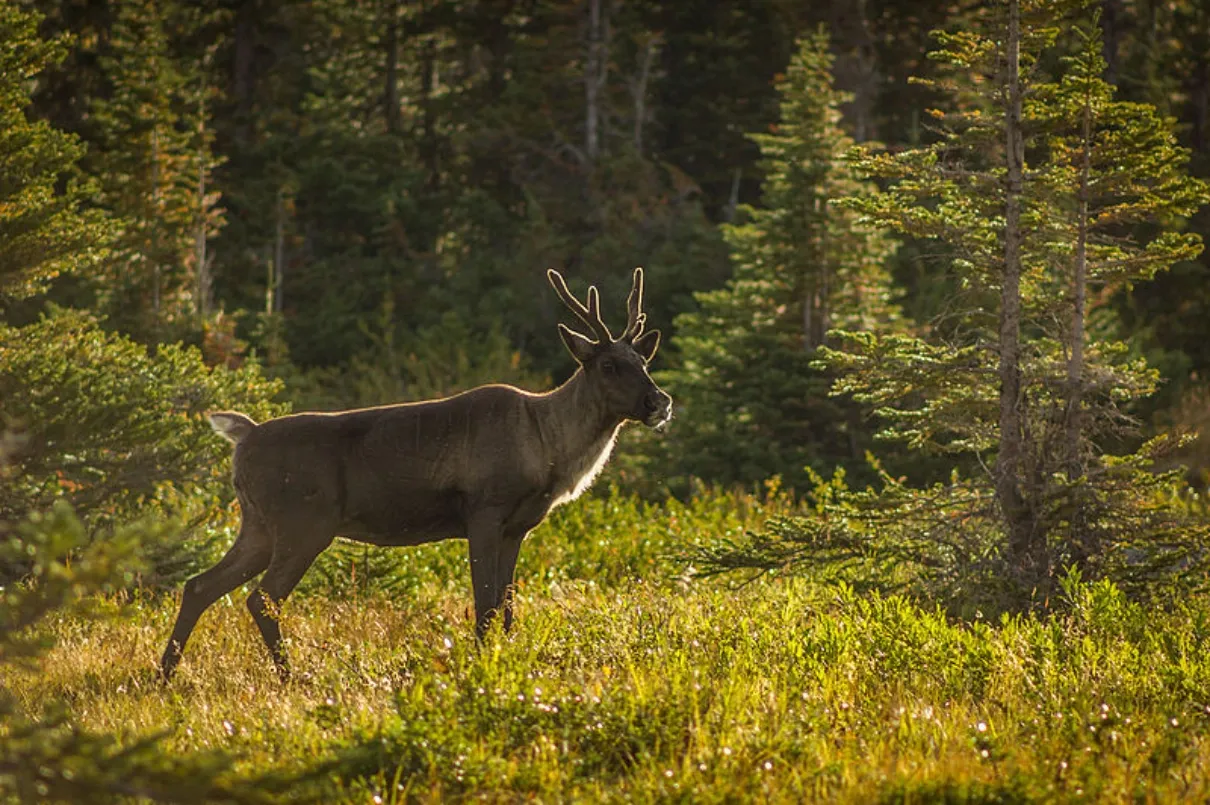 A caribou standing in a forest, surrounded by green