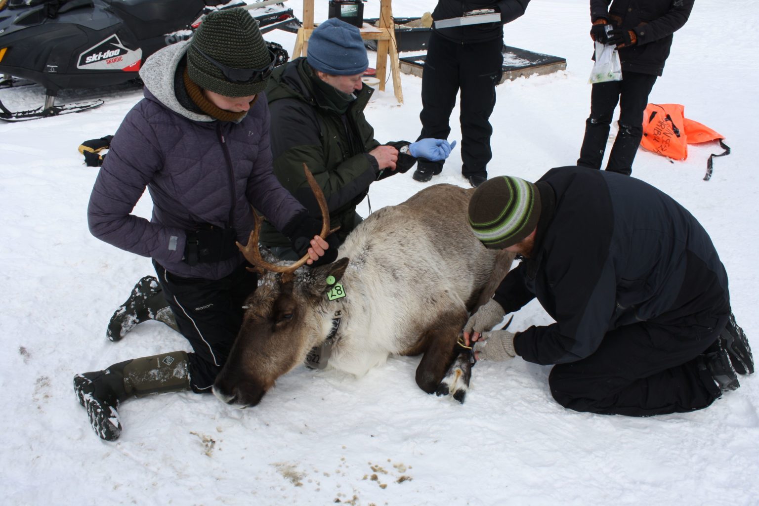 Three people holding and tagging a caribou on snowy ground