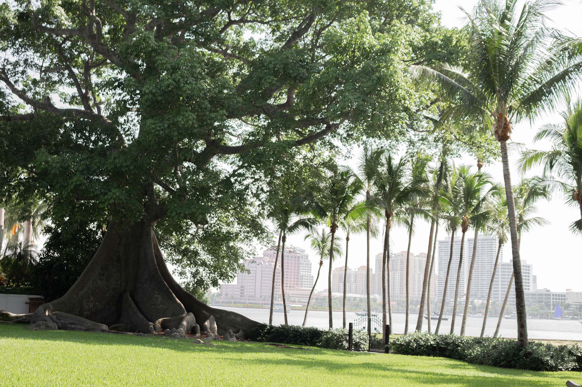 A large tree and many small palm trees with city buildings and water in the background