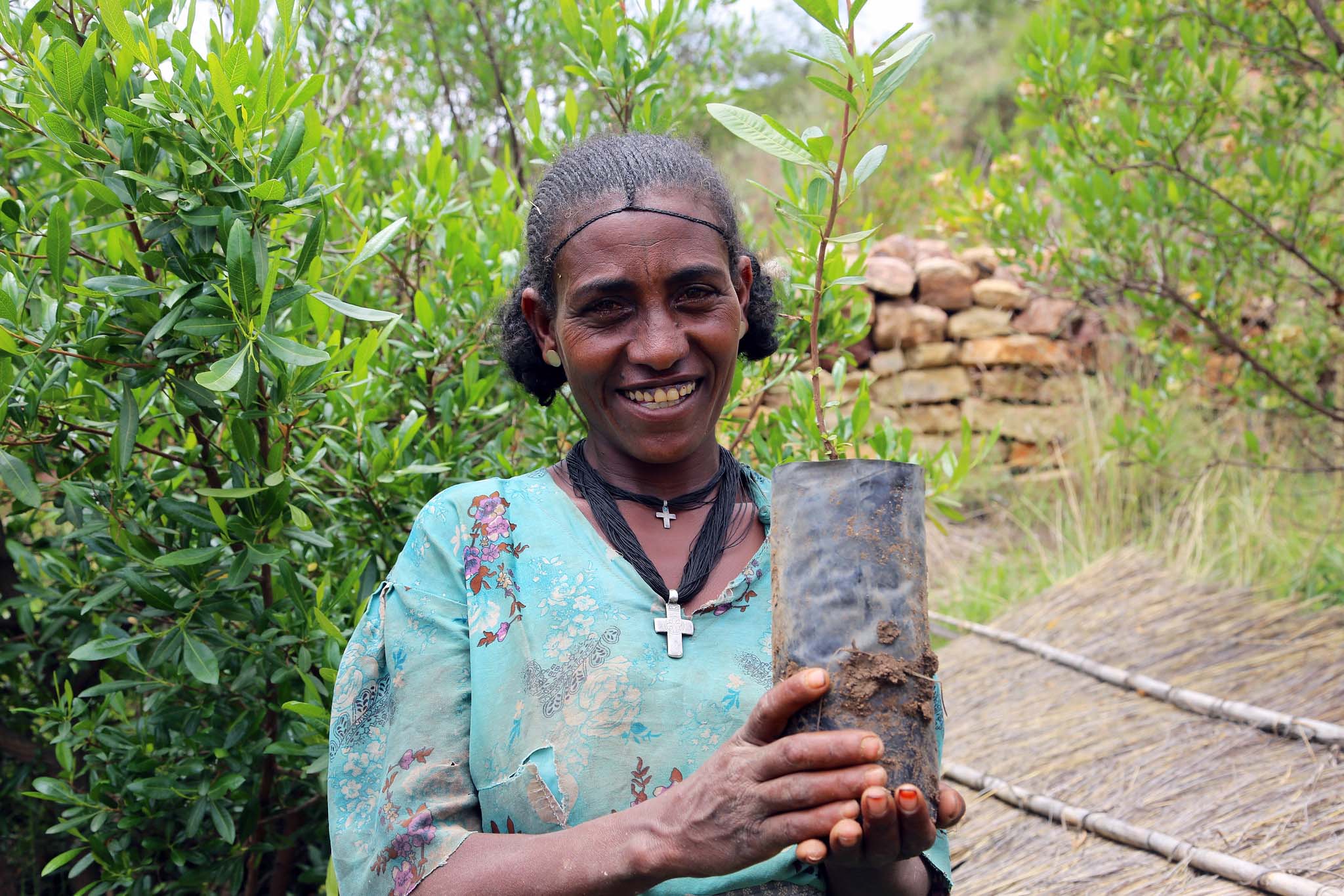 A person holding a sapling, standing in front of shrubs and a stone wall