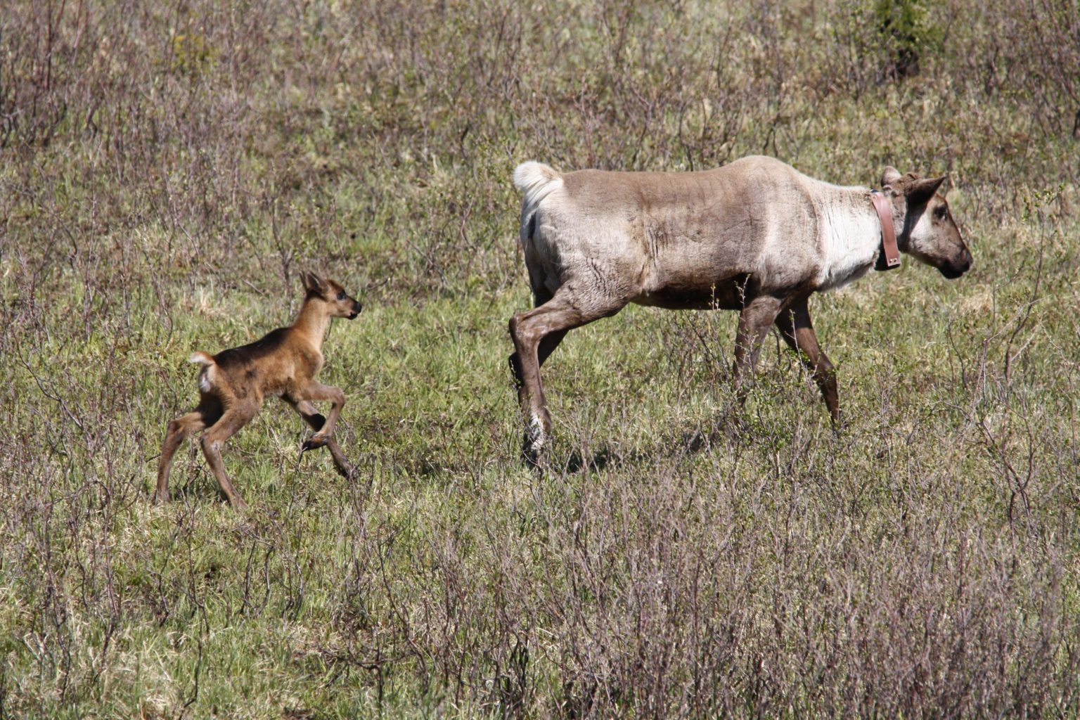 A mother caribou wearing a collar followed by her calf
