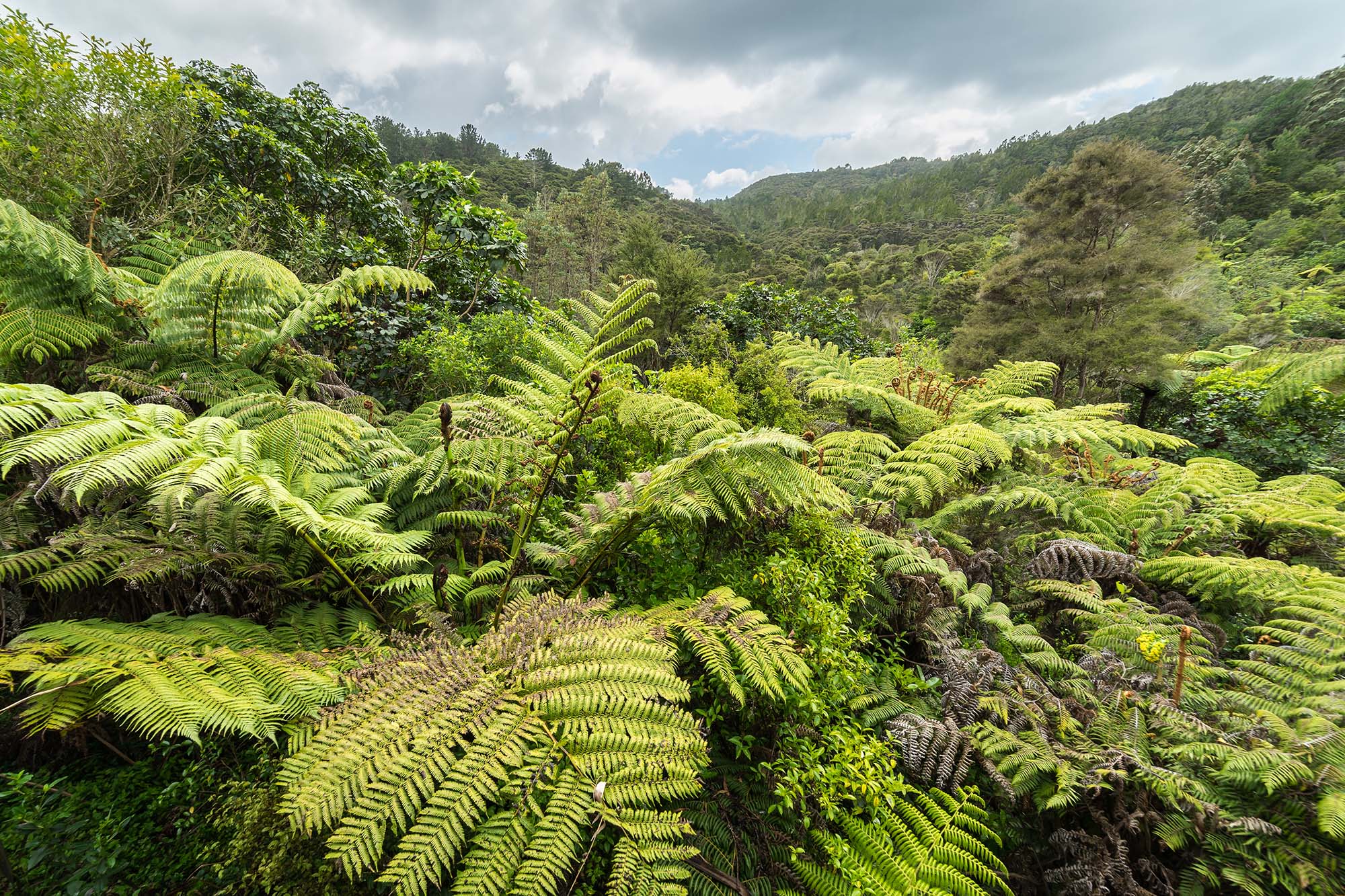 A view of dense green forest on hillsides