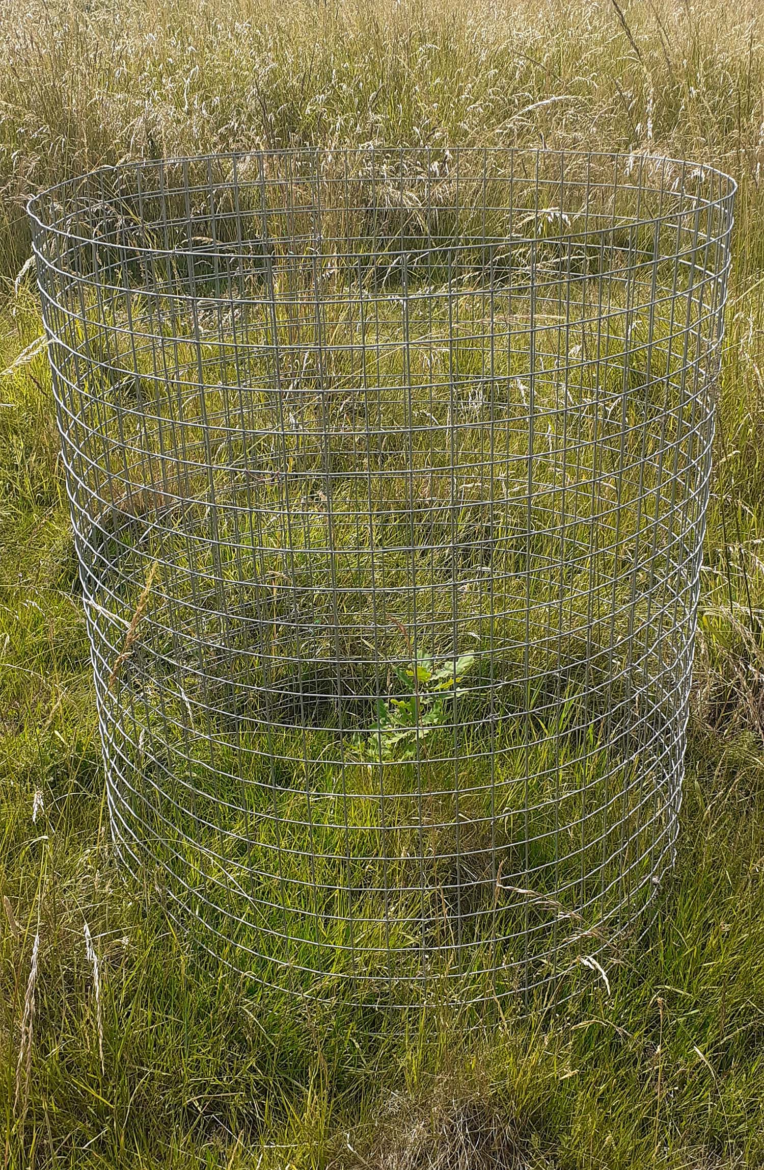 A small oak sapling surrounded by a cylinder of wire fencing