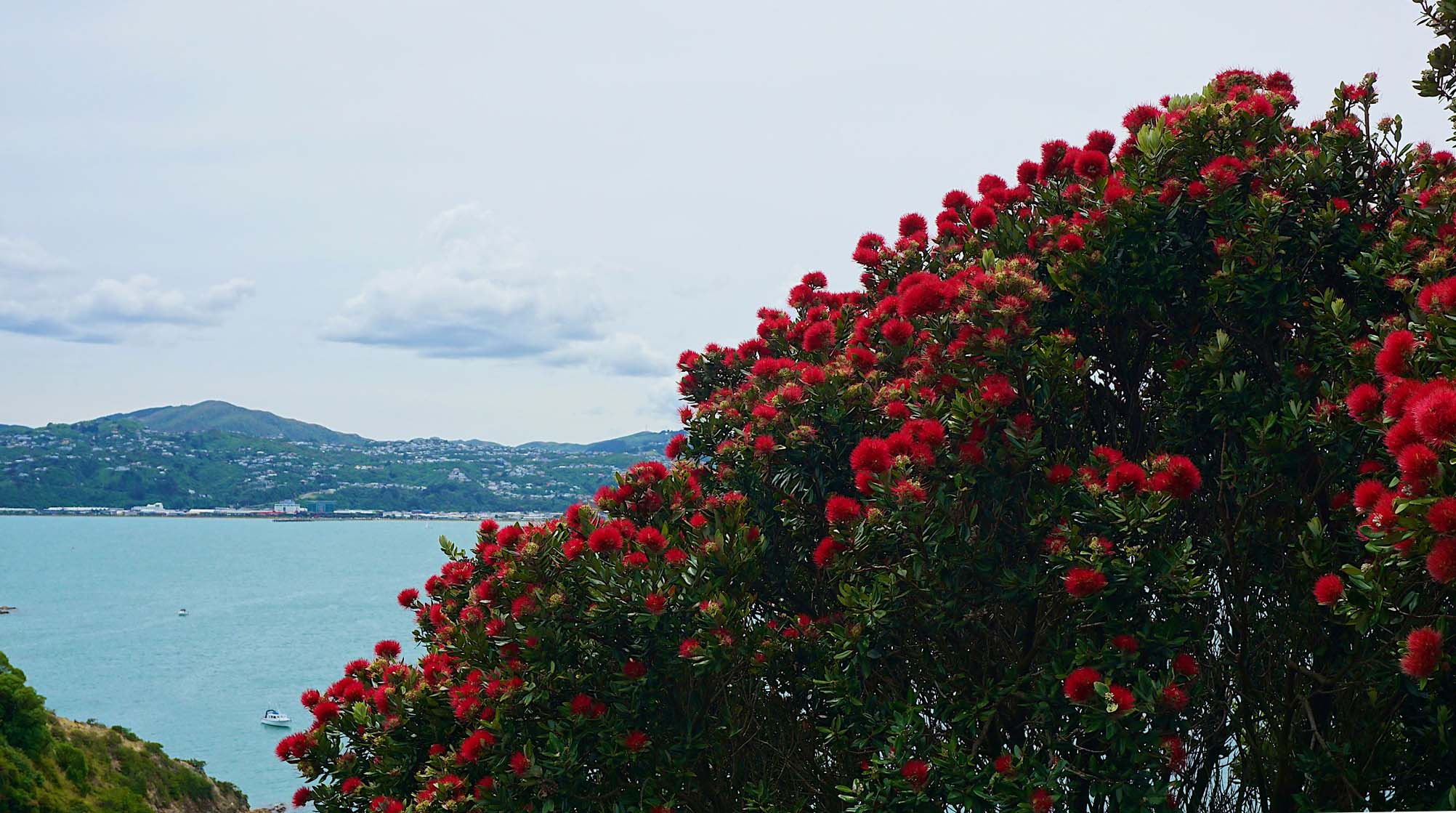 A pohutukawa in flower with water and hills in the background