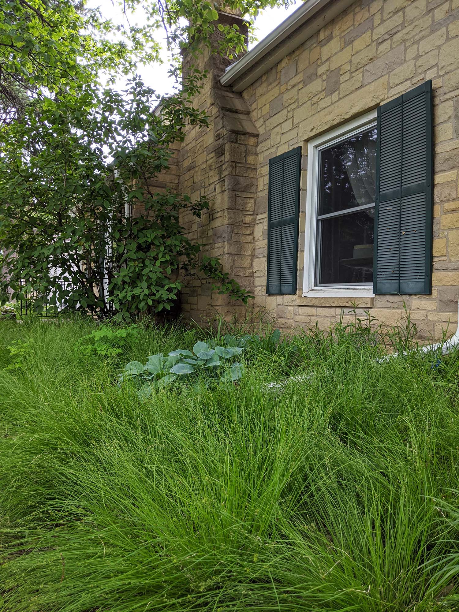 A brick building with sedge and other greenery growing in front